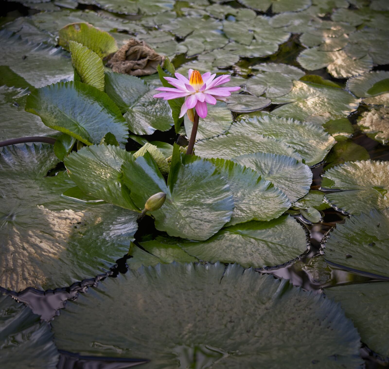 Sony FE 24-105mm F4 G OSS sample photo. Waterlily, water lily, nymphae photography