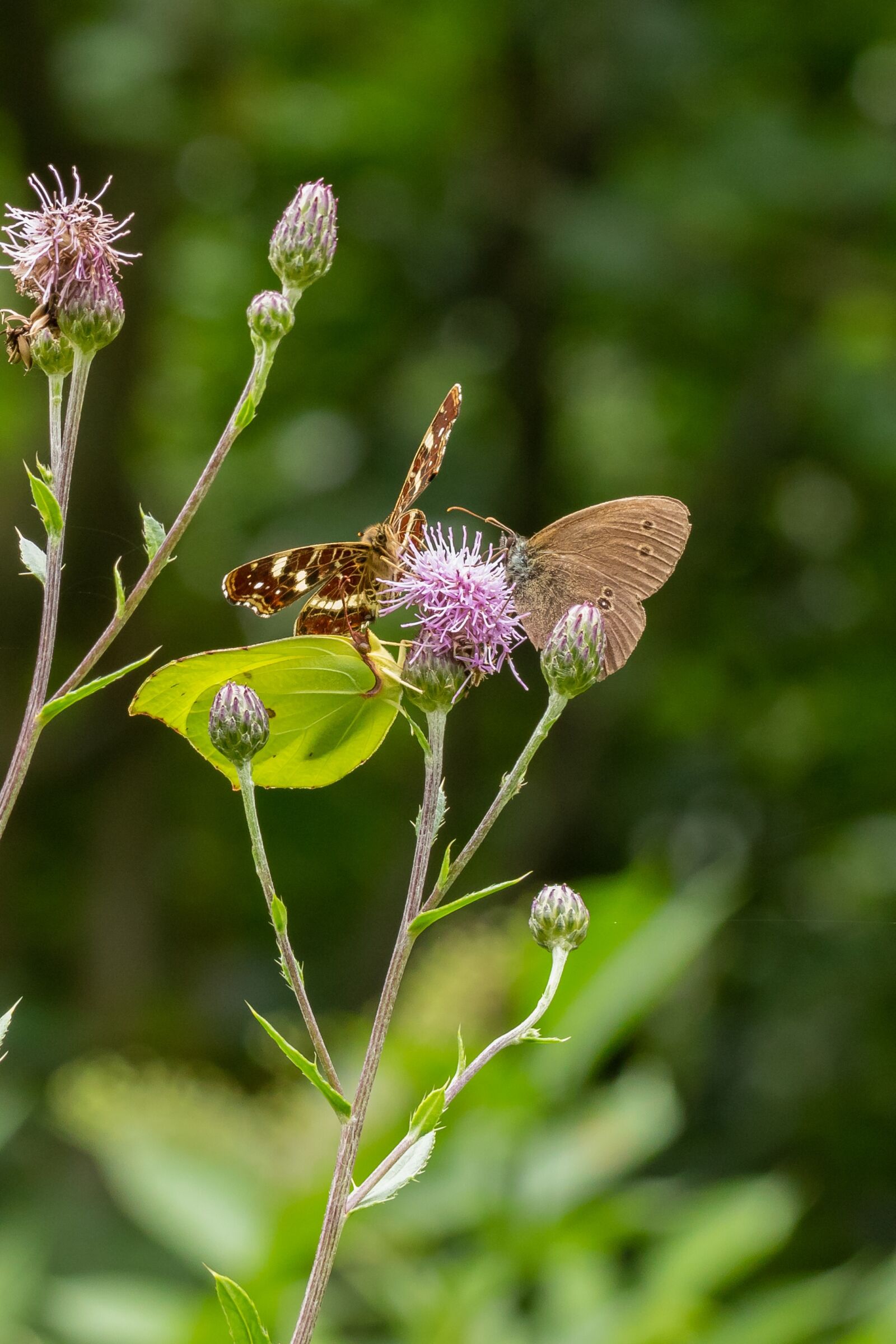 Canon EOS 7D Mark II sample photo. Butterfly, summer, blossom photography