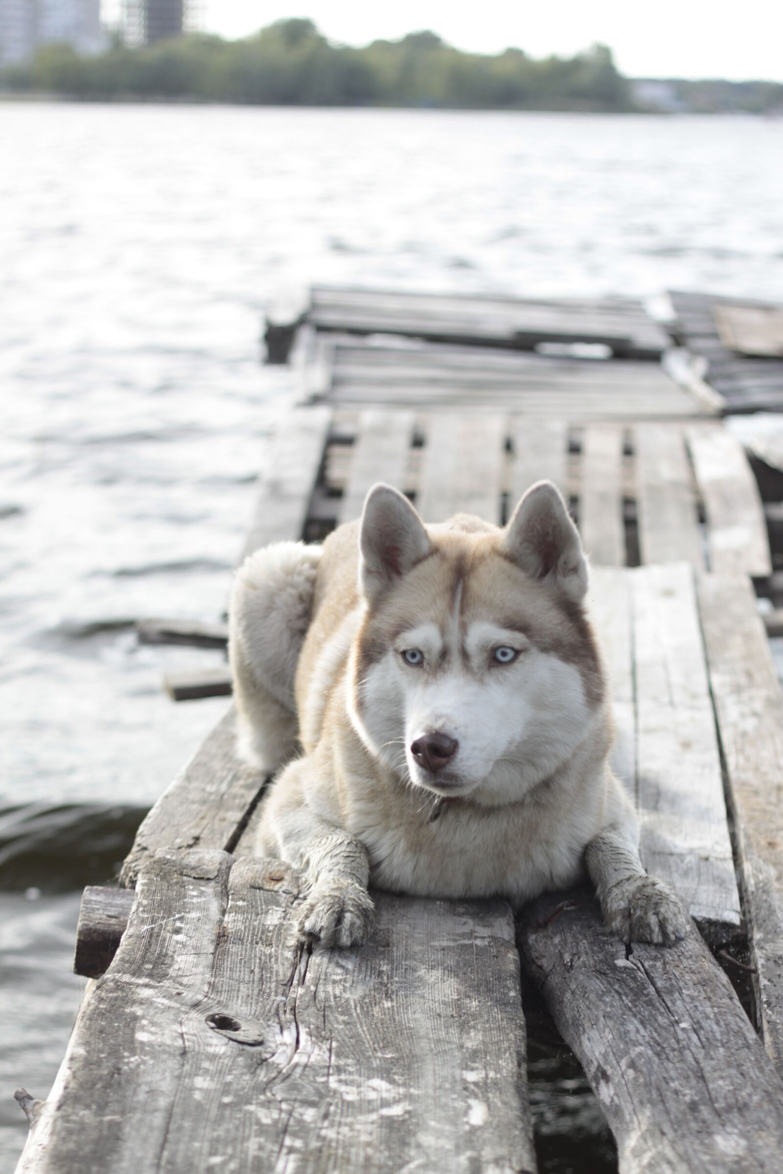 Canon EOS 50D sample photo. Bridge, husky, photoset photography