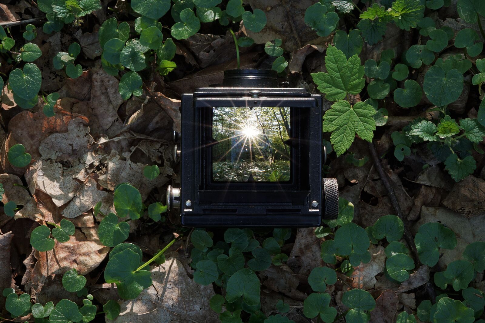 Sony a6000 sample photo. Nature, leaf, sunset photography