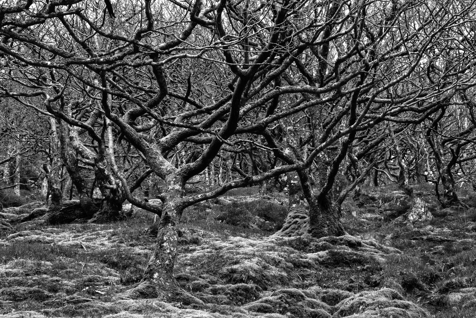 Canon EF 24-105mm F4L IS USM sample photo. Trees, stunted, nature photography