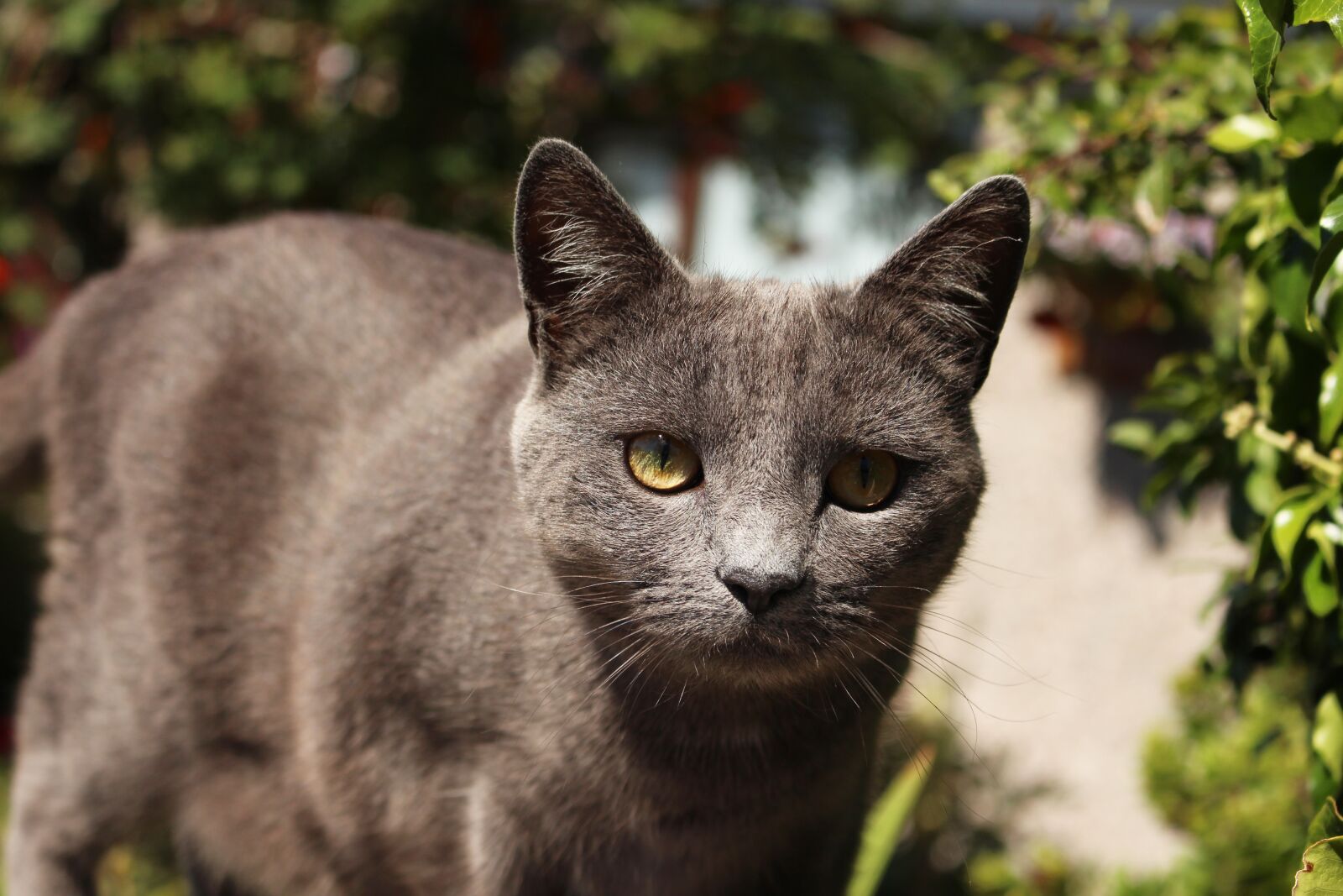 Canon EOS 700D (EOS Rebel T5i / EOS Kiss X7i) sample photo. Cat, animal, pet photography
