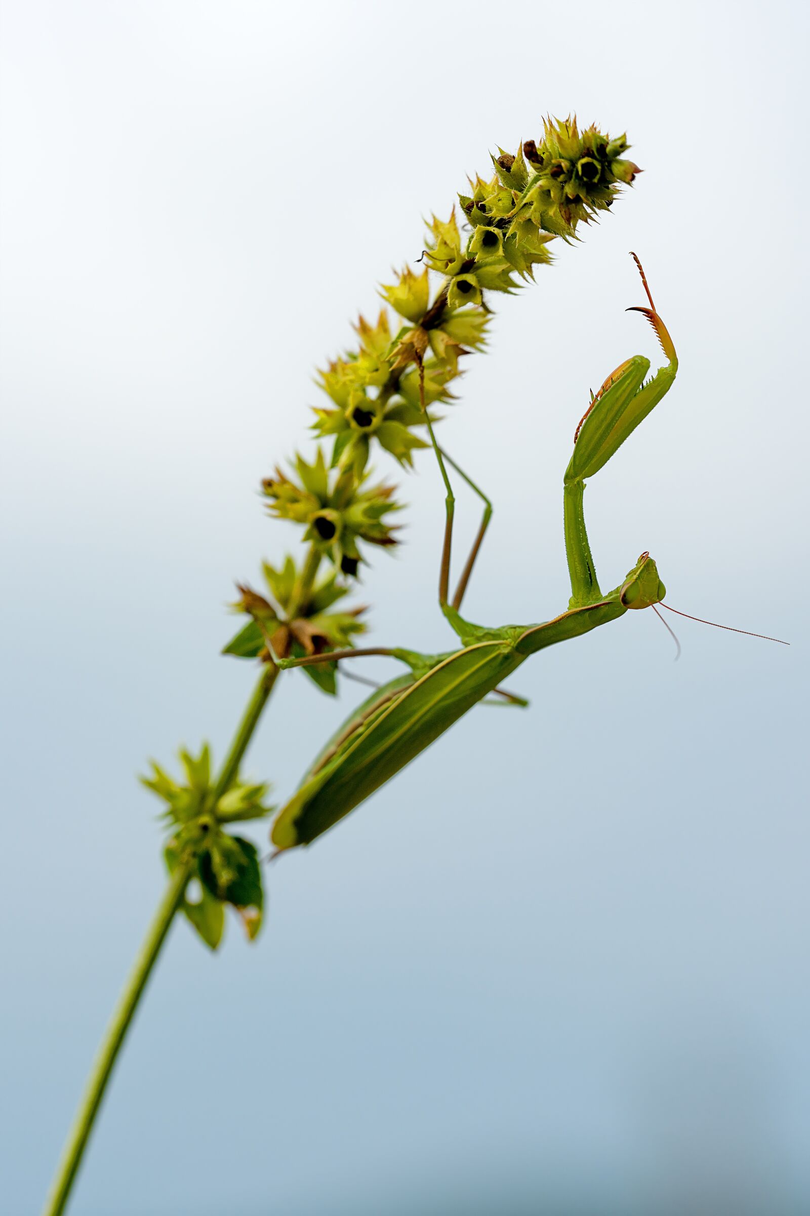 Nikon D750 sample photo. Praying mantis, insect, macro photography
