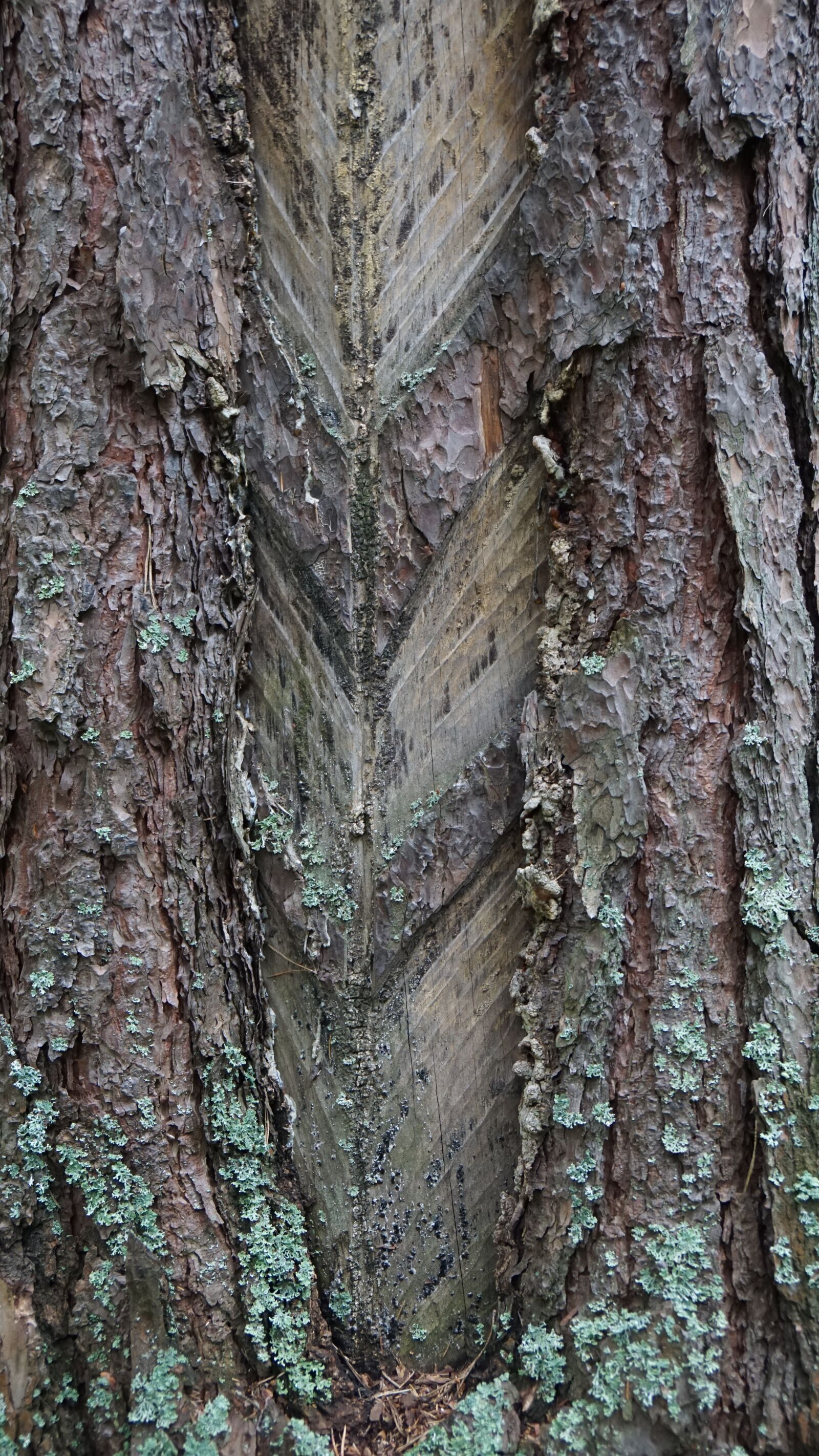 Sony a6000 + Sony Vario-Tessar T* E 16-70mm F4 ZA OSS sample photo. Tree, bark, forest photography