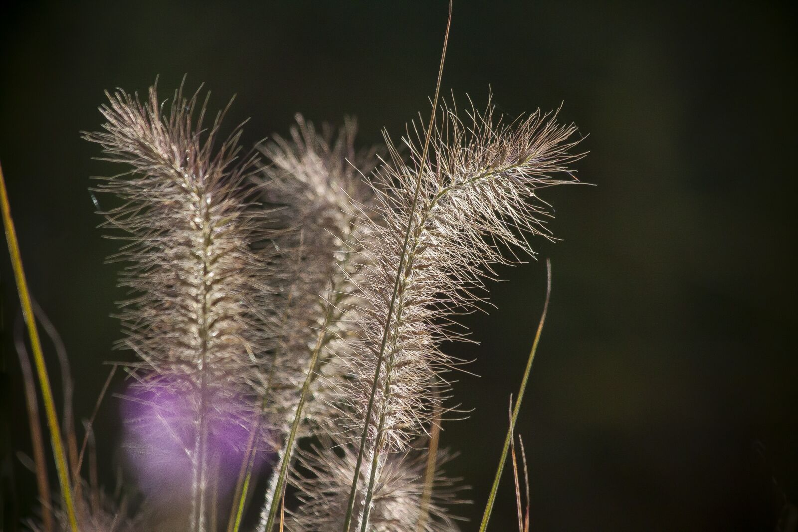 Canon EOS 50D sample photo. Spike, awns, grass photography