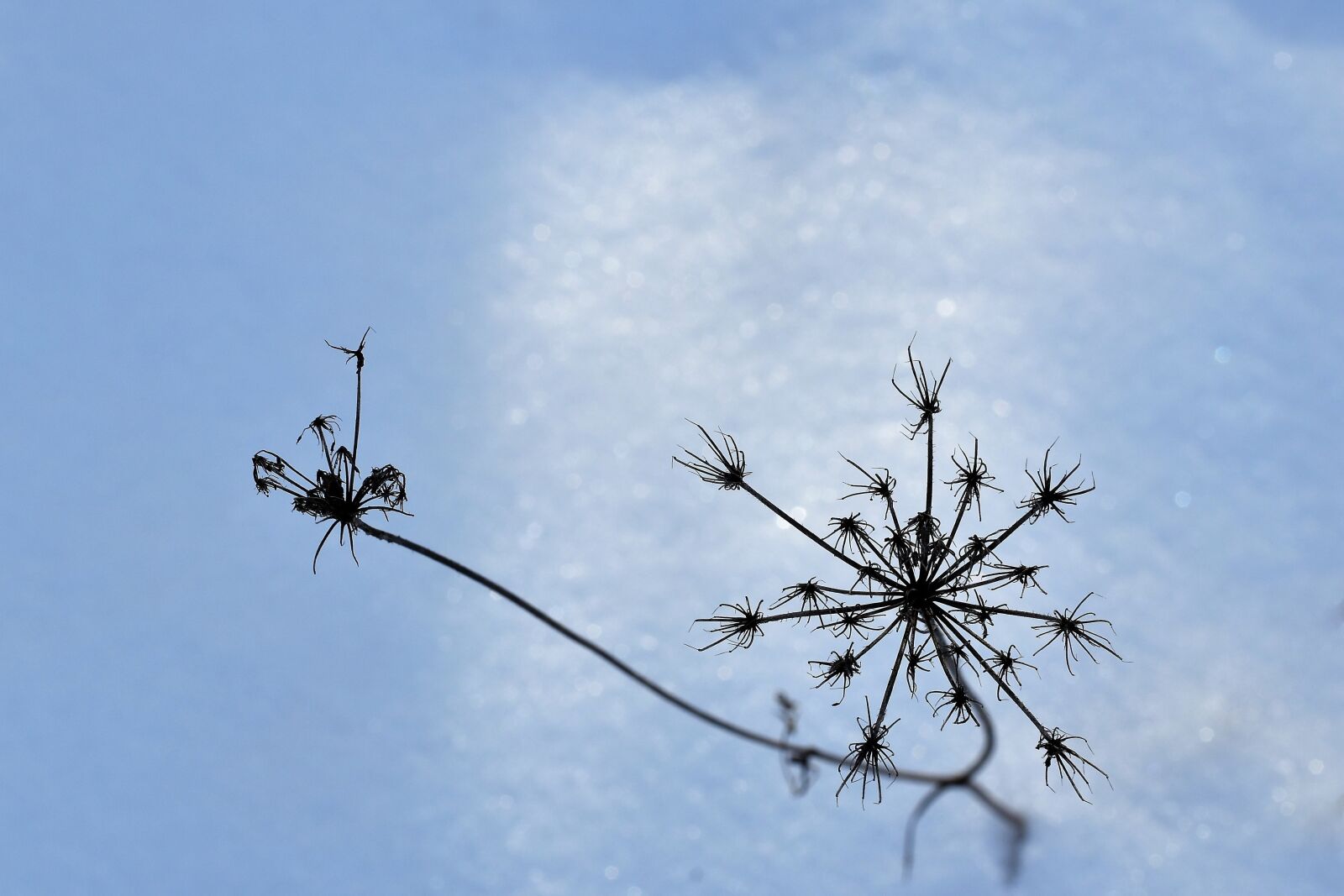 Nikon D5600 sample photo. Dry grass, snow, winter photography