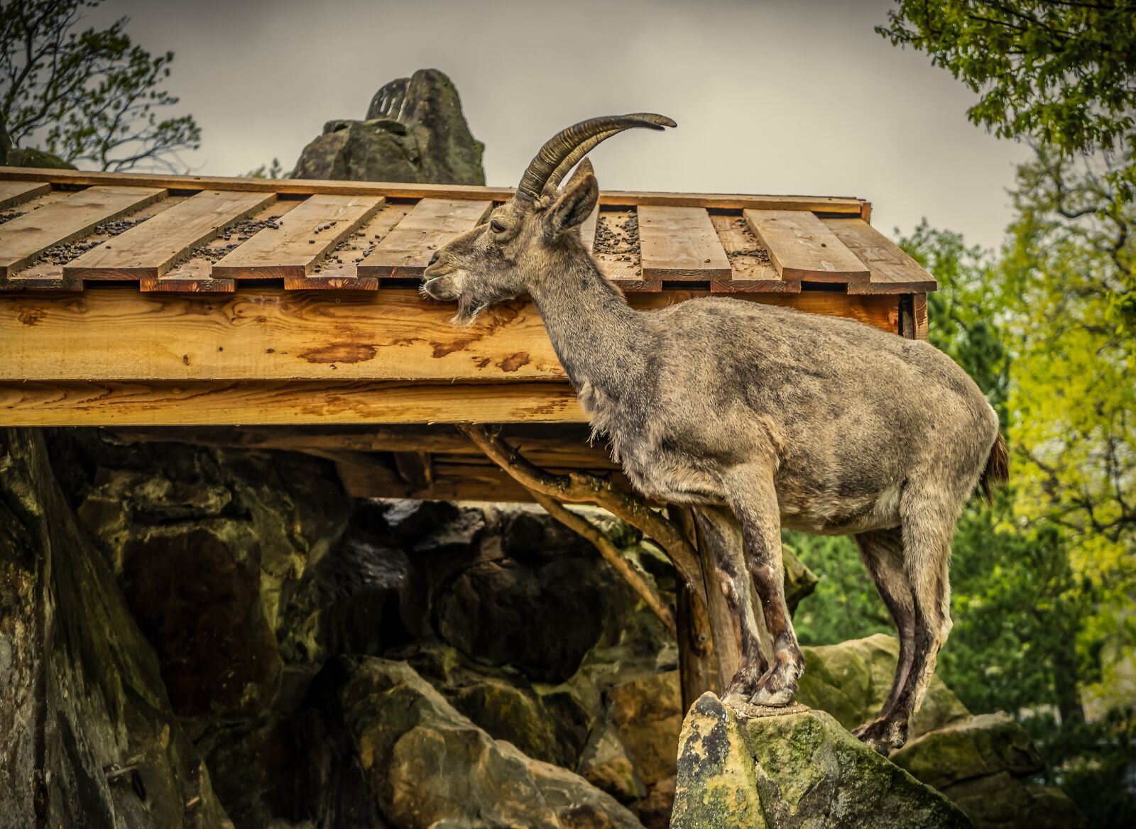 Sony a7 II + Sony FE 28-70mm F3.5-5.6 OSS sample photo. Capricorn, animal, horn photography