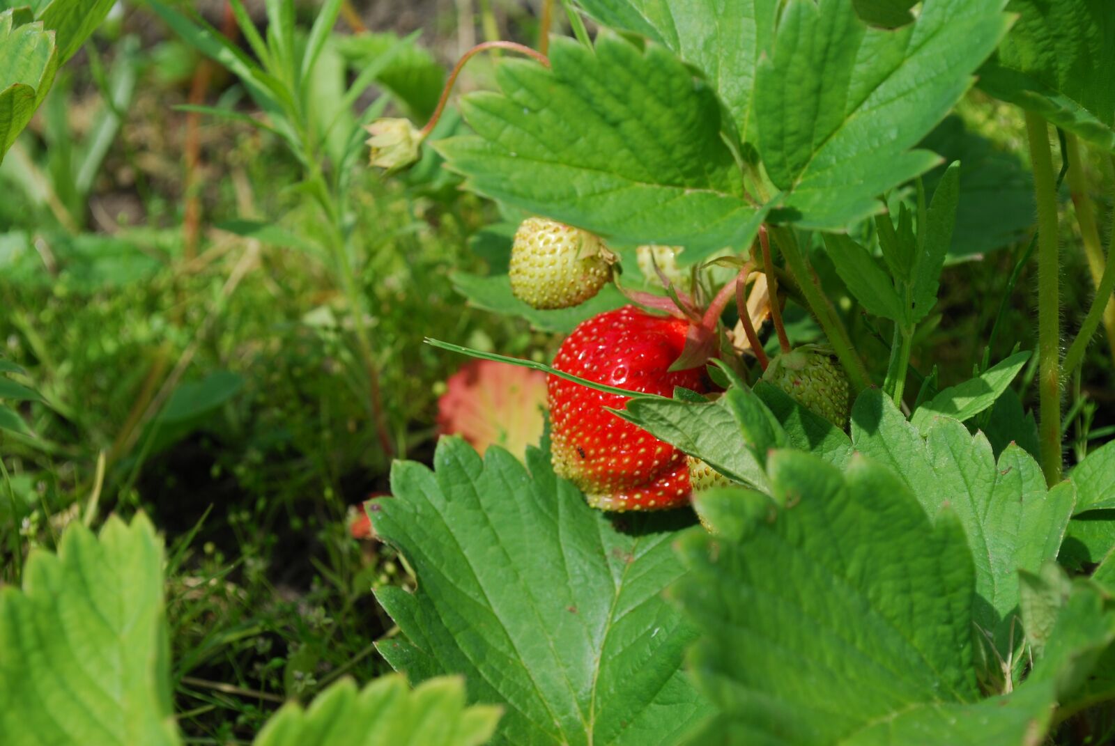 Nikon D60 sample photo. Strawberry, berry, fruit photography