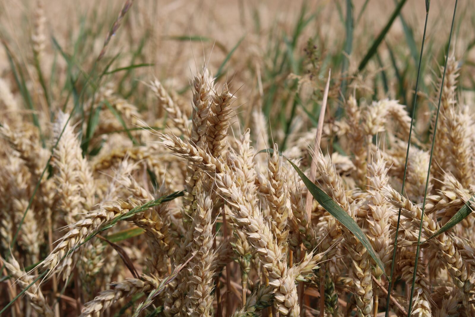 Canon EOS 750D (EOS Rebel T6i / EOS Kiss X8i) sample photo. Cereals, cornfield, summer photography