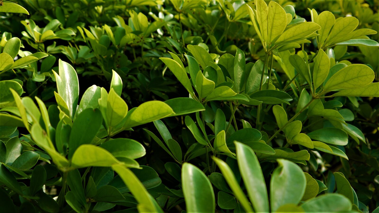 Panasonic Lumix DMC-G10 sample photo. Green, leaves, plant photography