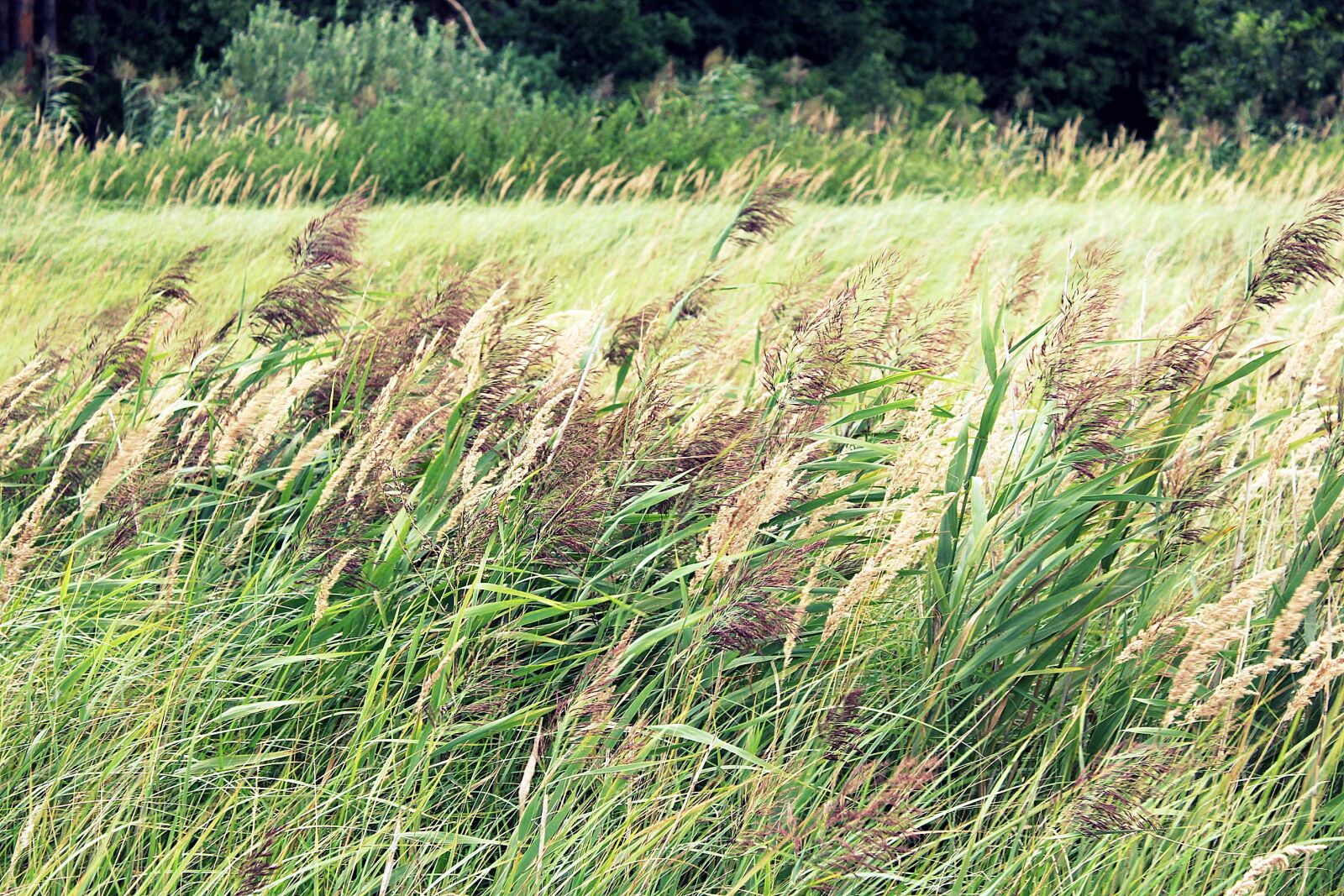 Canon EOS 1200D (EOS Rebel T5 / EOS Kiss X70 / EOS Hi) sample photo. Plants, scrubs, nature photography