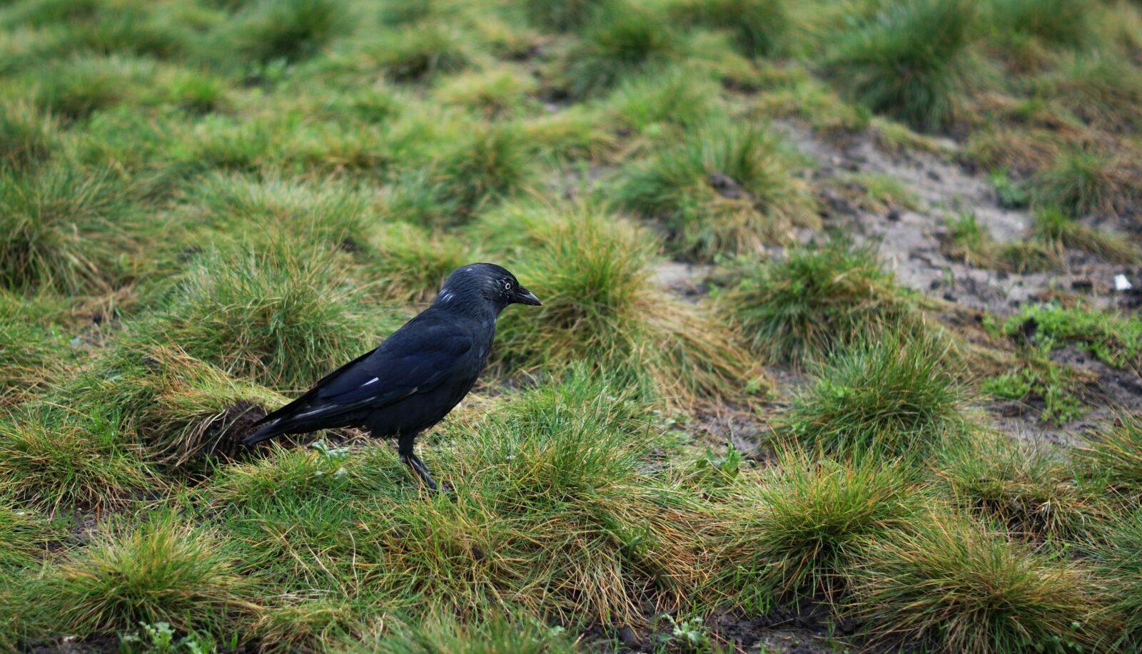 Sony Alpha DSLR-A230 sample photo. Crow, bird, raven bird photography