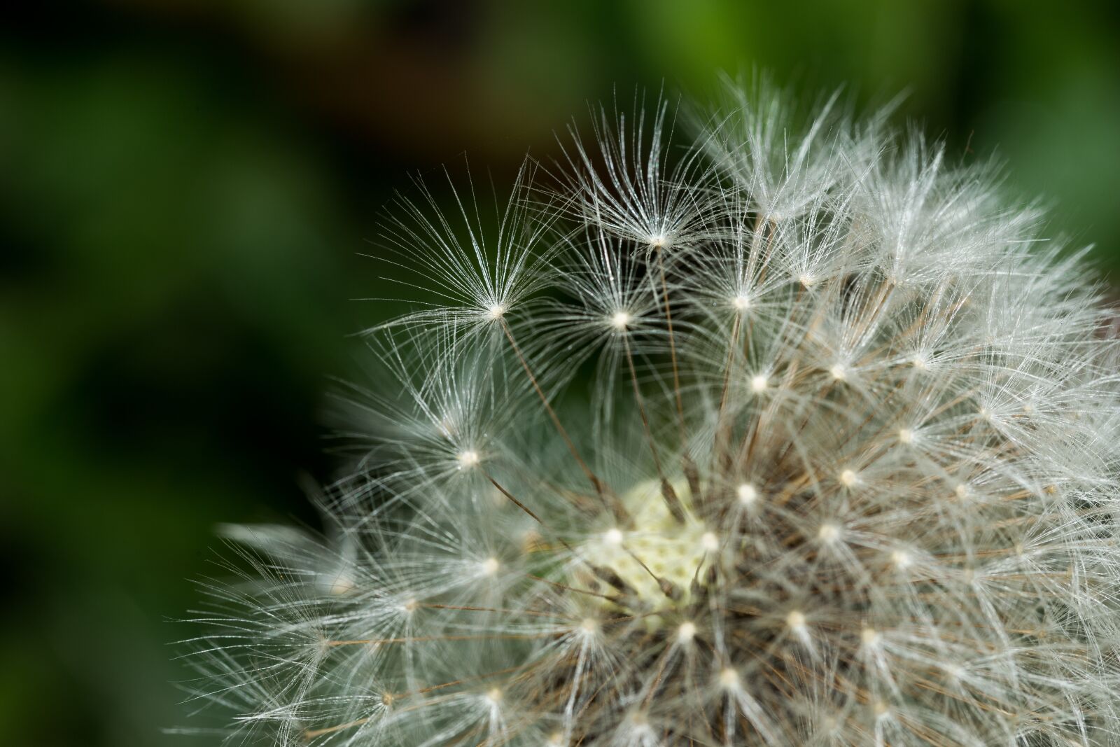 Canon EOS 6D sample photo. Dandelion, seeds, macro photography