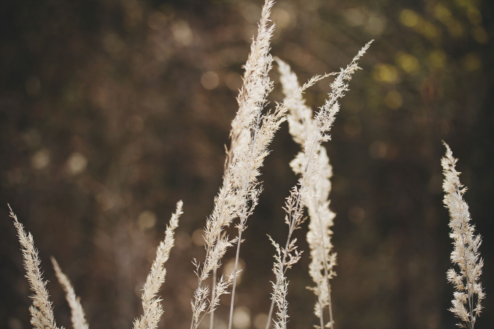 Canon EF-S 60mm F2.8 Macro USM sample photo. Brown, field, sun, flare photography