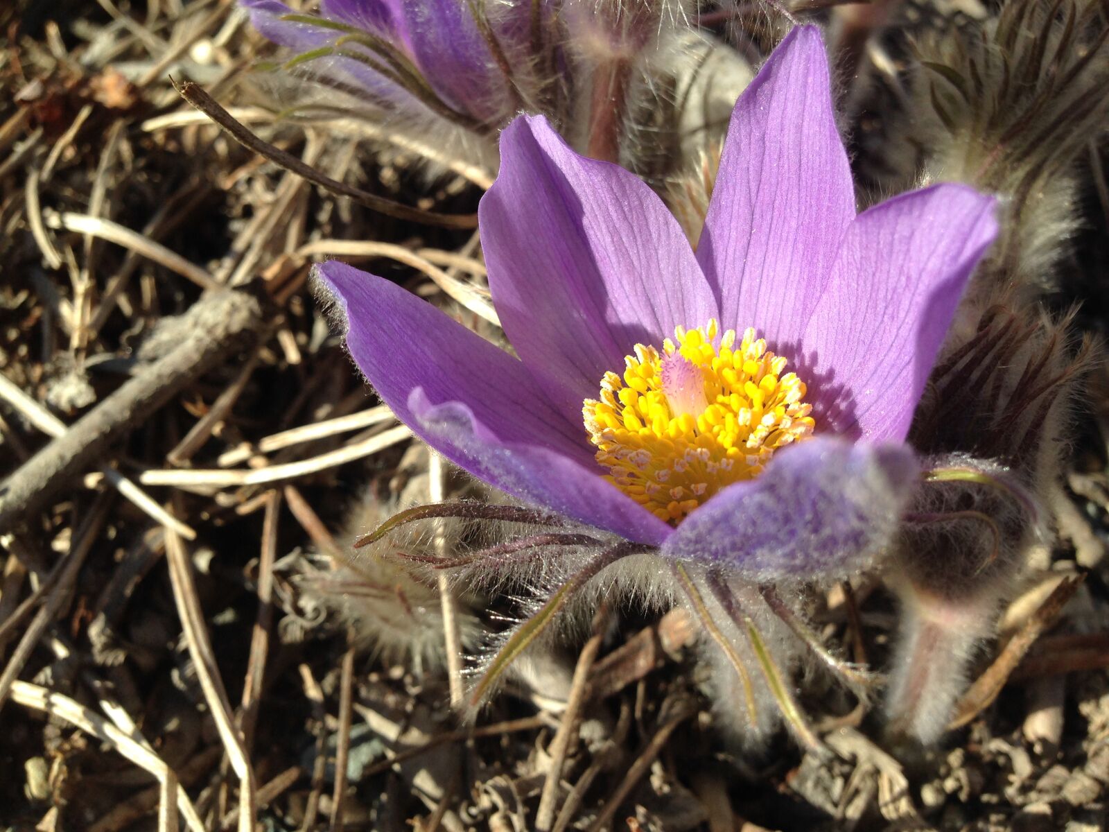 iPhone 5 back camera 4.12mm f/2.4 sample photo. Flower, fuzzy, crocus, light photography