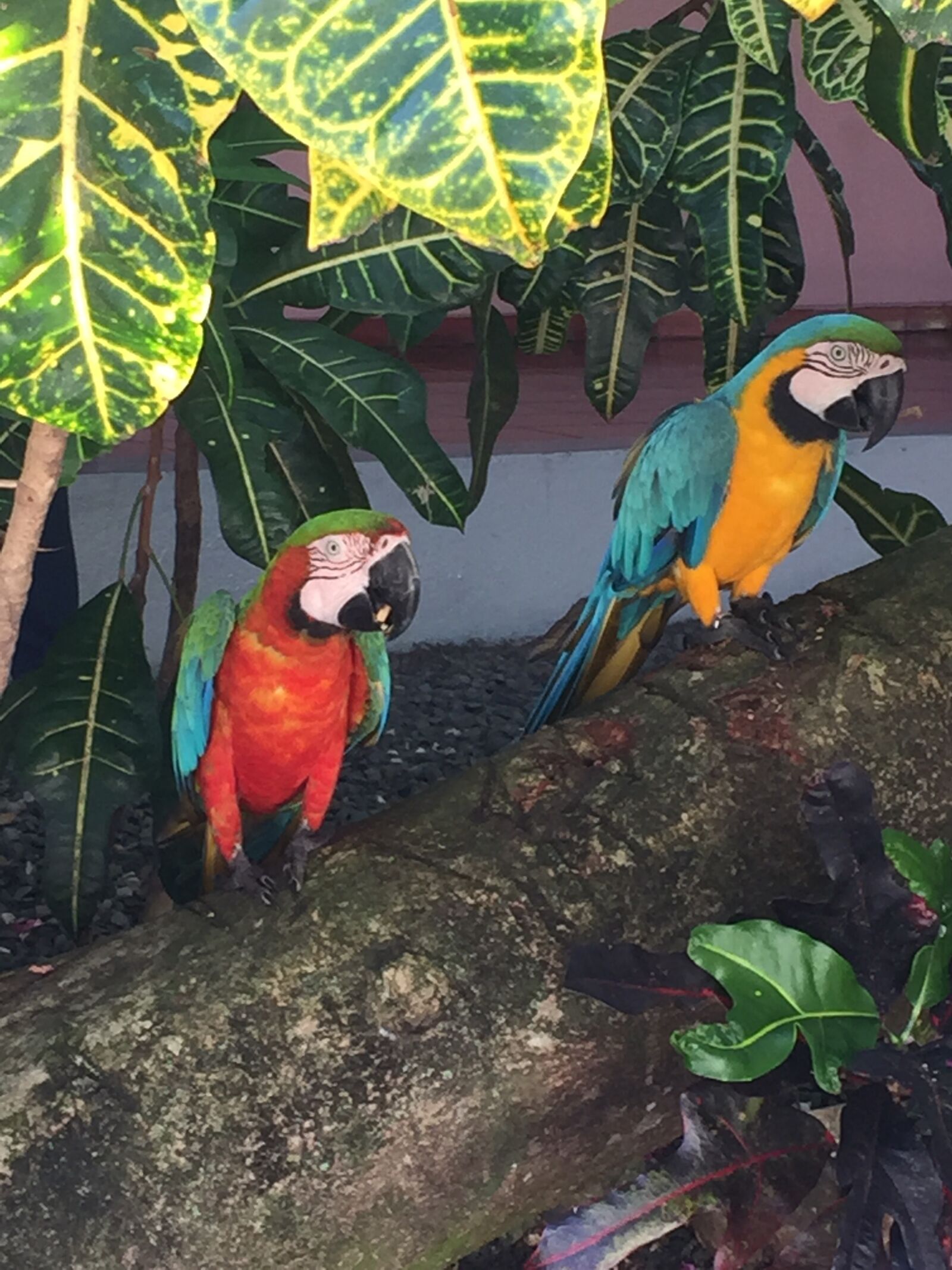 iPhone 6 back camera 4.15mm f/2.2 sample photo. Bird, parrot, dominican photography