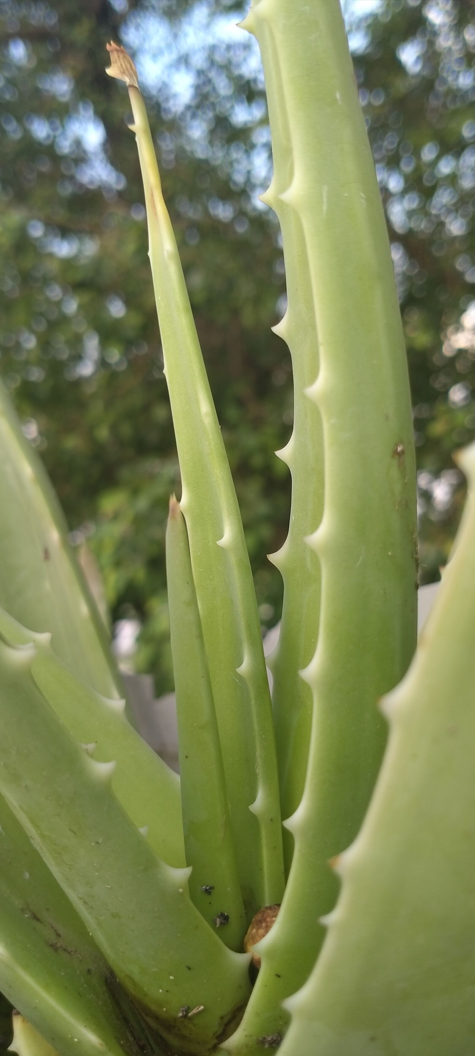 Realme 5I sample photo. Flower image, flower, pattern photography