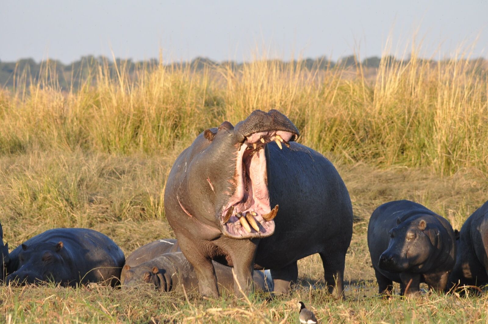 Nikon D90 sample photo. Mammal, wildlife, grass photography