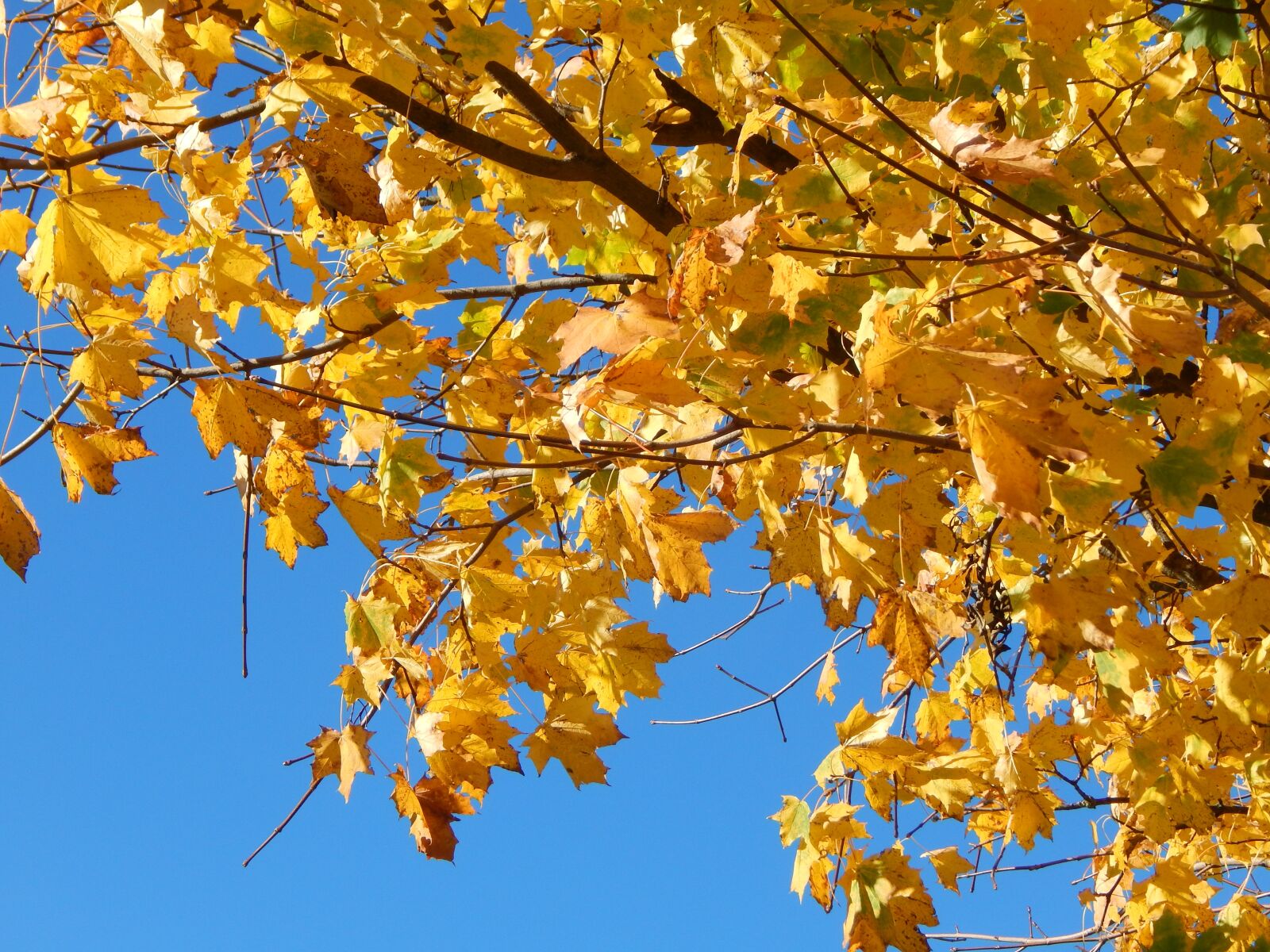 Nikon Coolpix L830 sample photo. Autumn, fall foliage, tree photography