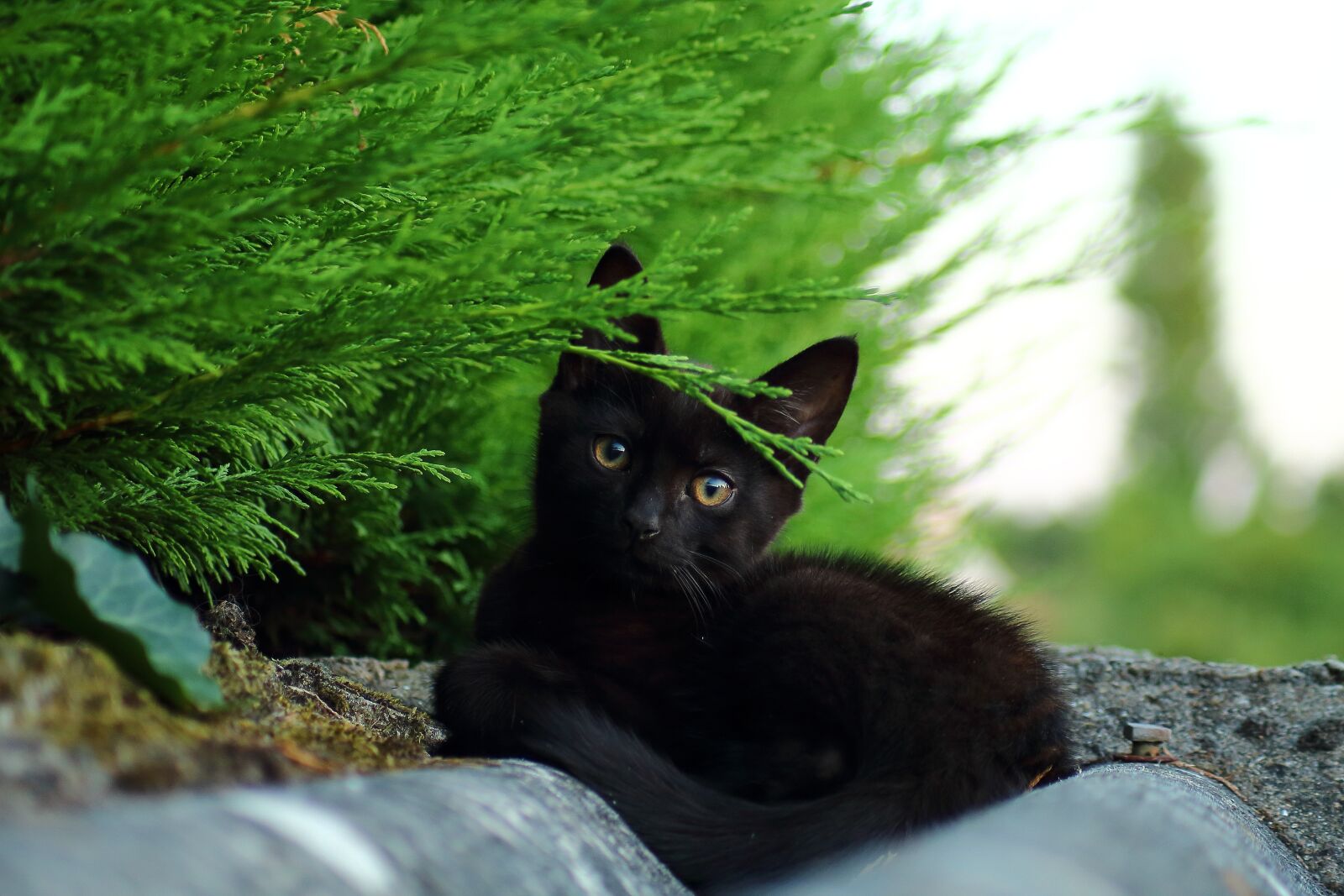 Canon EOS 1200D (EOS Rebel T5 / EOS Kiss X70 / EOS Hi) sample photo. Cat, kitten, wild photography
