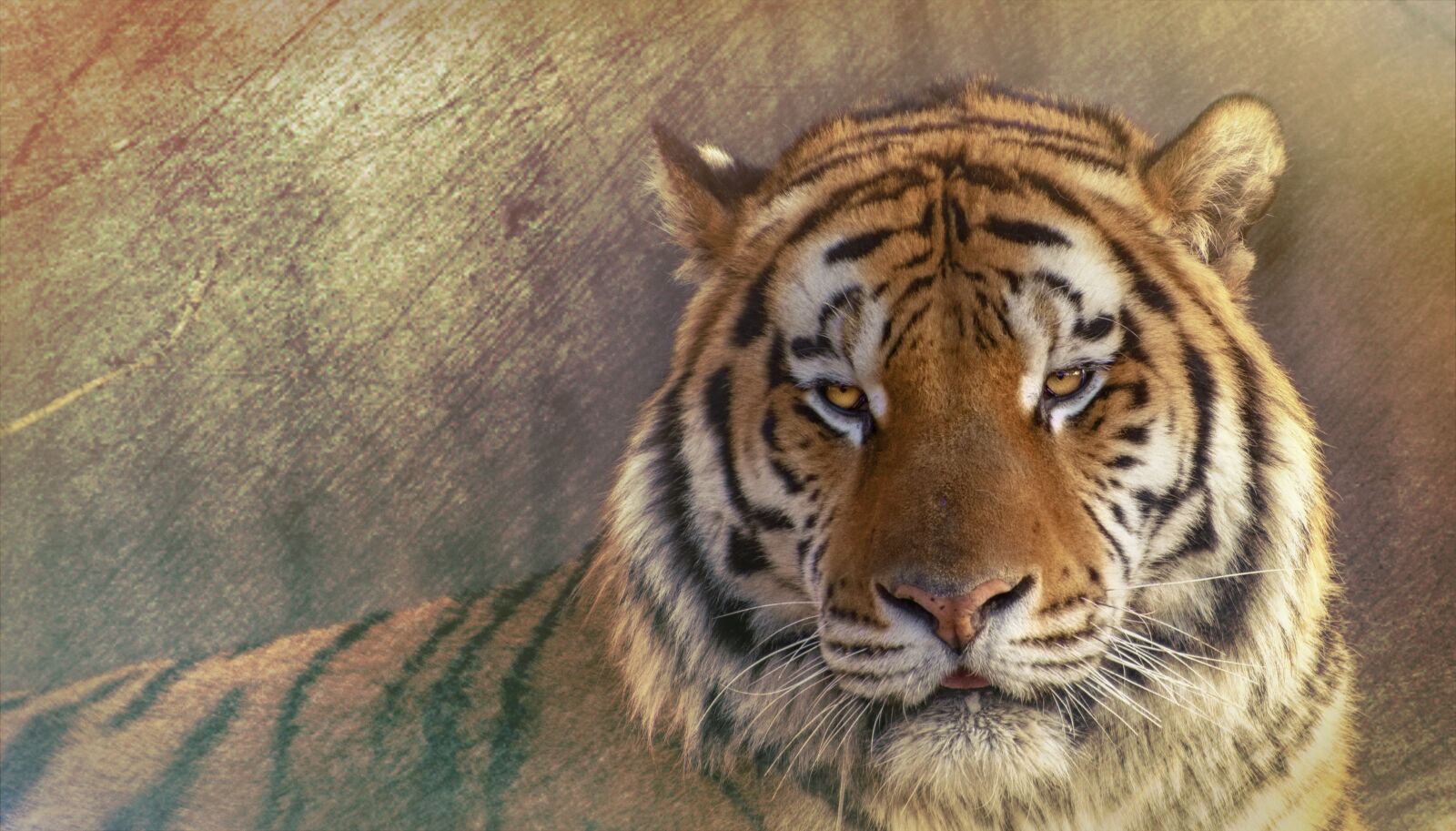 Nikon D7100 sample photo. Siberisk tiger, siberian tiger photography