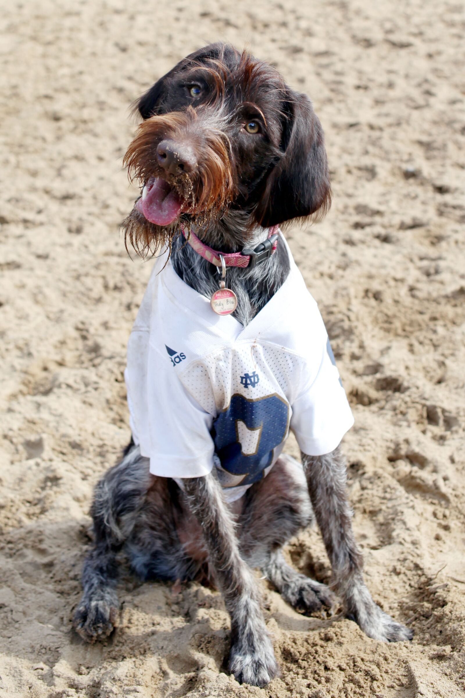 Canon EOS 5D Mark II sample photo. Dog, doggy, animal photography