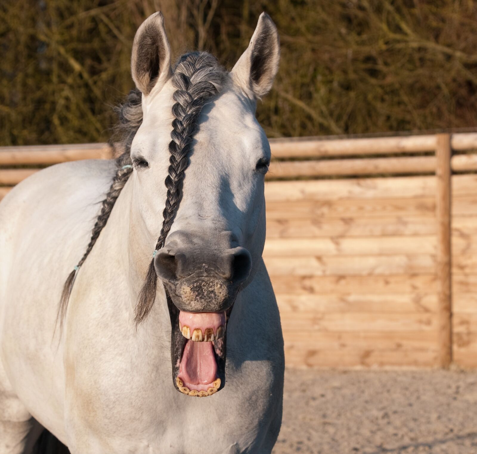 Nikon D300 sample photo. Horse, neigh, plait photography