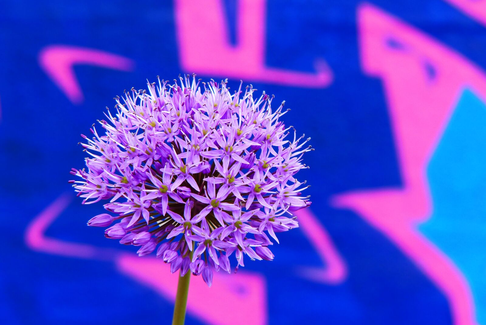 Panasonic Lumix DMC-FZ200 sample photo. Decorative garlic, flower, garden photography