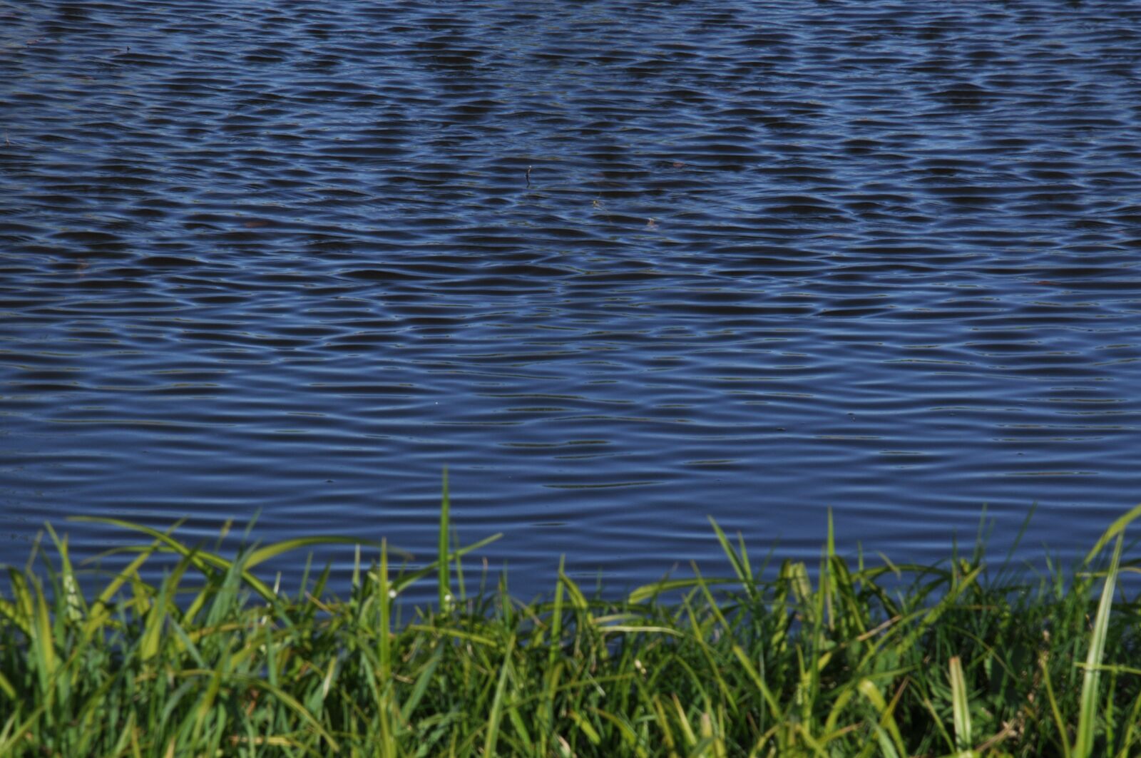 Nikon D90 sample photo. Water, refreshment, live photography