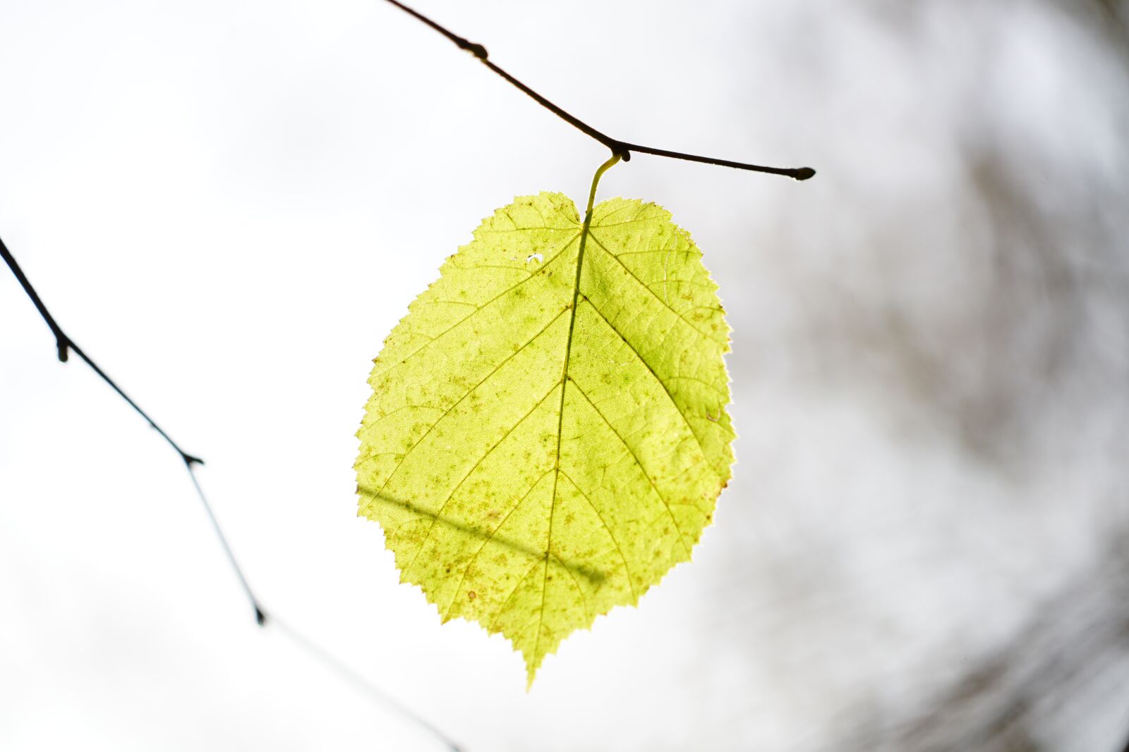 Sony a7R II + Sony FE 24-240mm F3.5-6.3 OSS sample photo. Leaf, hazel, hazel leaf photography