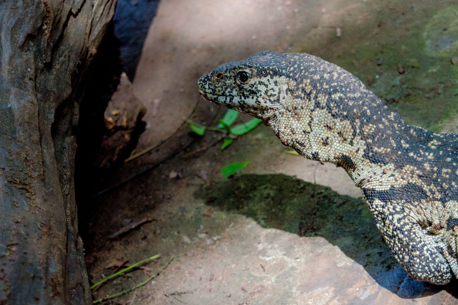 Nikon D3200 sample photo. Lizard, reptile, animal photography