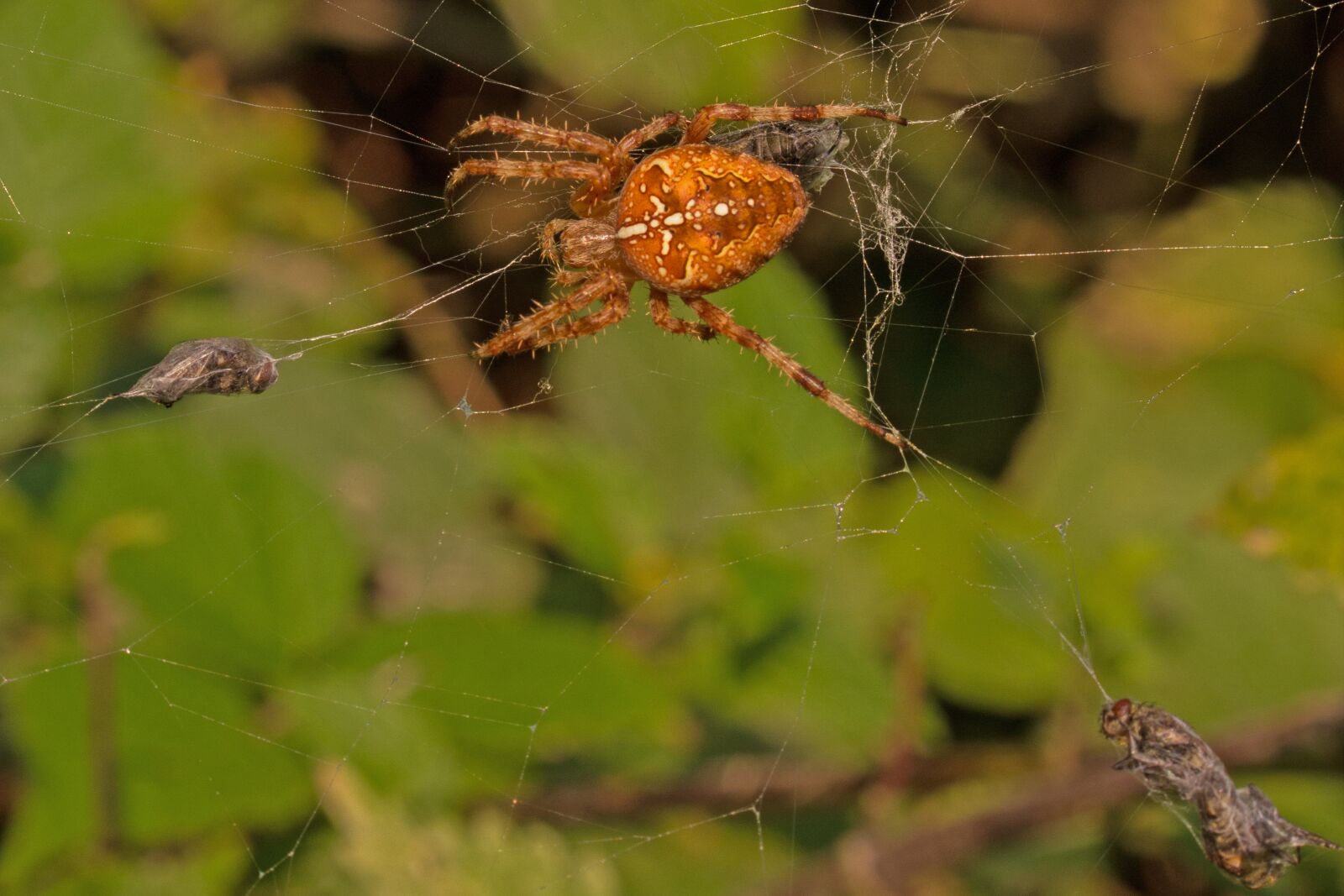 Canon EF-S 55-250mm F4-5.6 IS II sample photo. Araneus, spider, cobweb photography