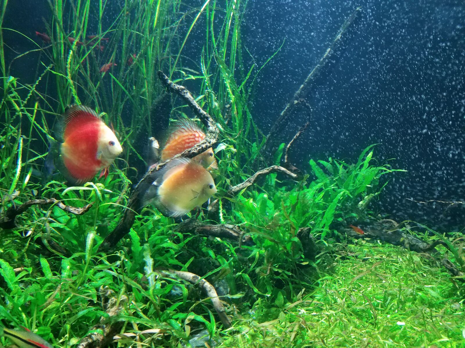 Samsung Galaxy S7 Edge sample photo. Aquarium, marine, harbour photography