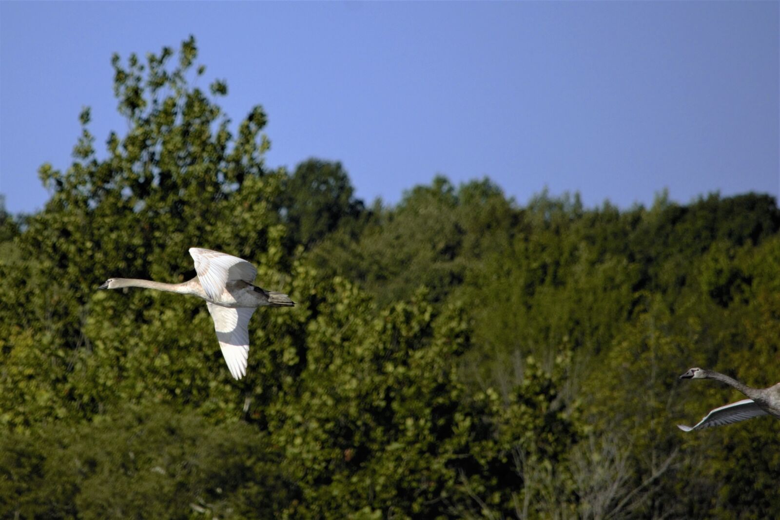 Nikon D7100 sample photo. Geese, canadian swans, pair photography