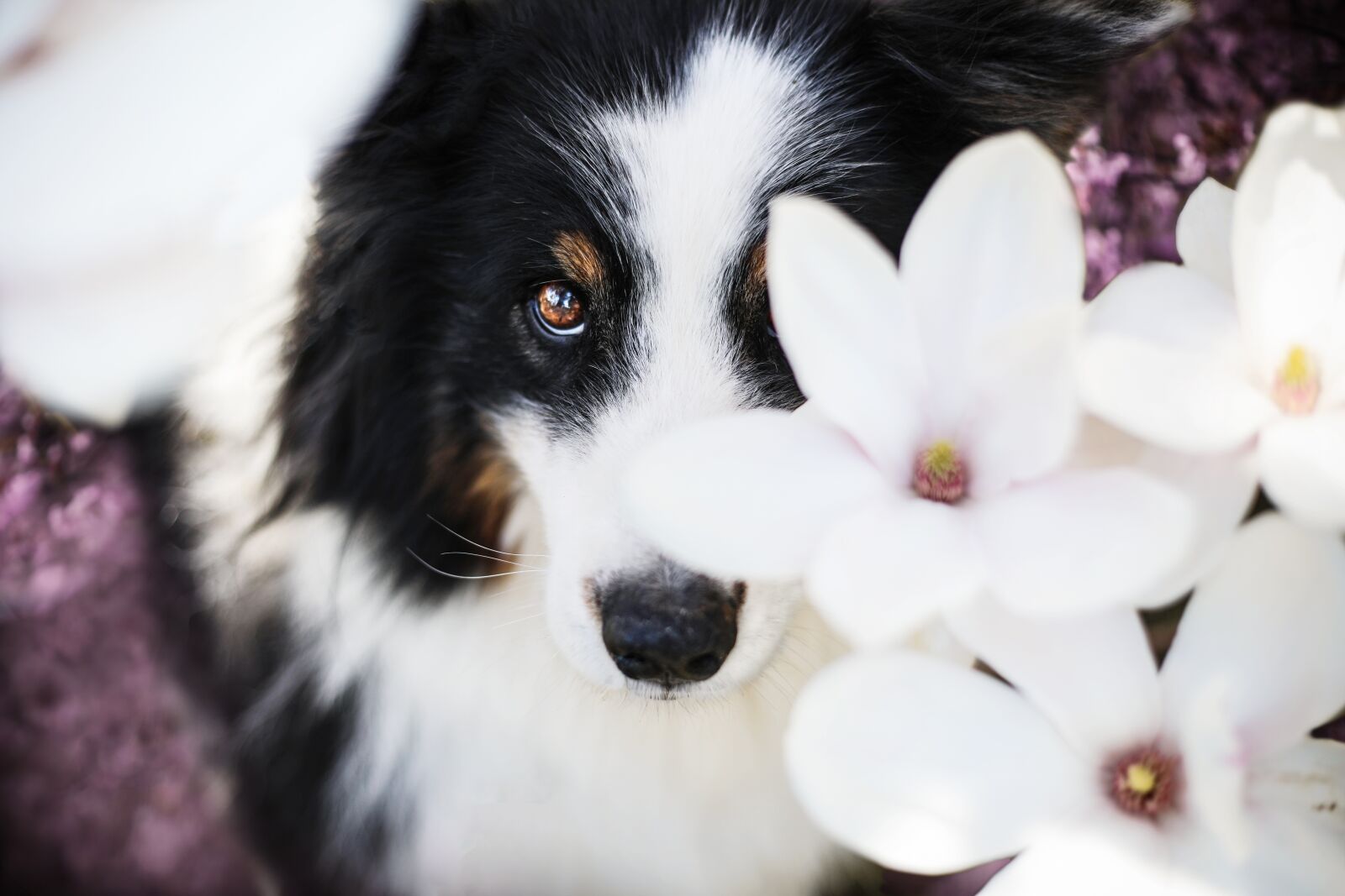 Canon EF 50mm F1.8 II sample photo. Dog, hundeliebe, magnolia photography