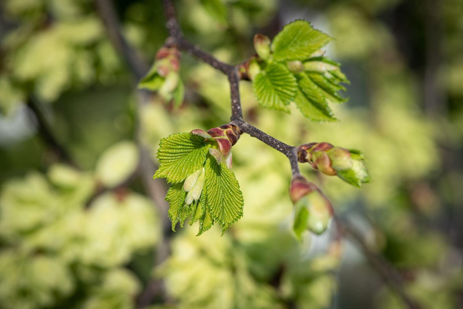 Nikon D750 sample photo. Leaves, green, spring photography