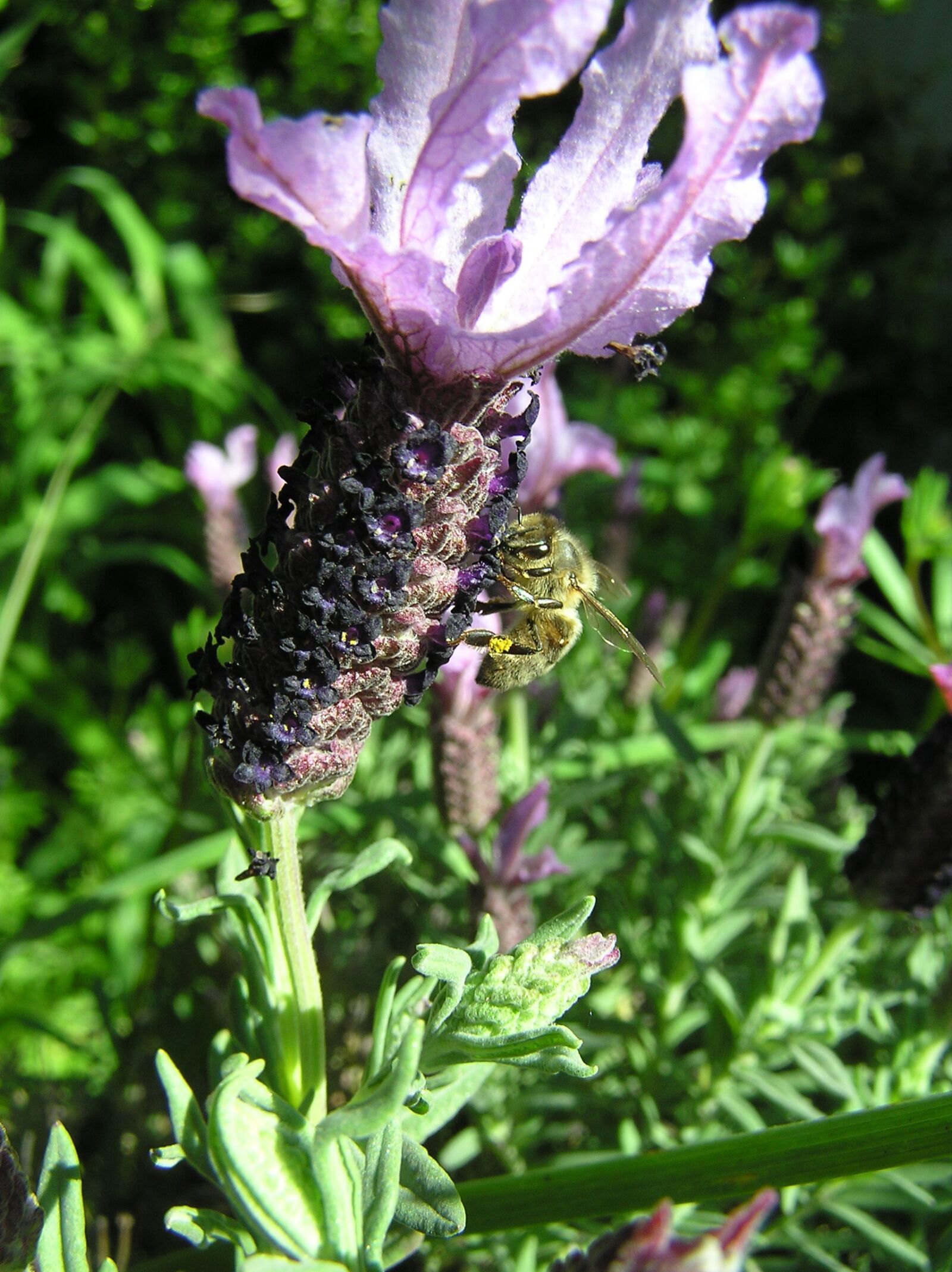 Olympus C750UZ sample photo. Bee, insect, pollen photography