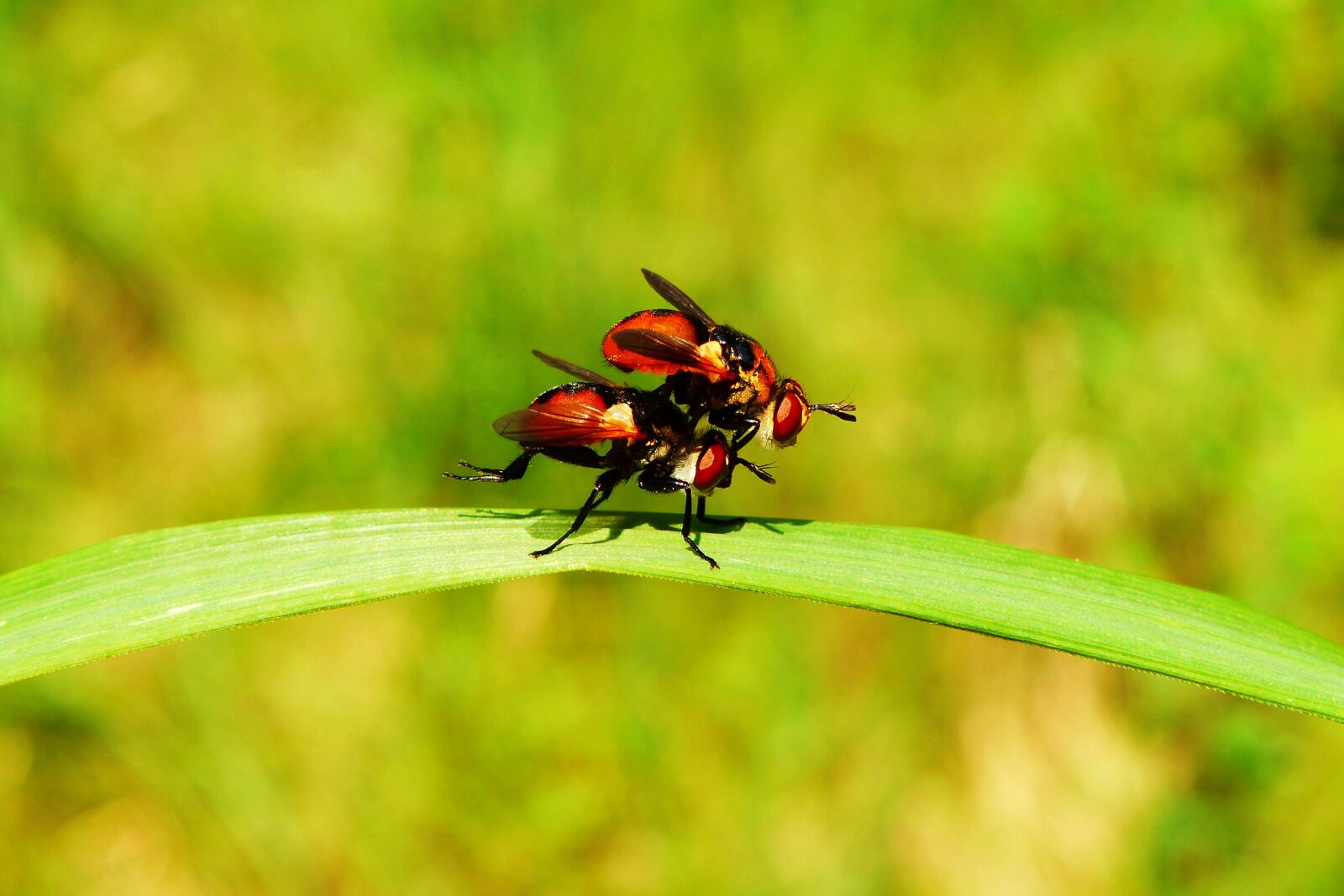 Panasonic Lumix DMC-FZ200 sample photo. Animals, invertebrates, insects photography