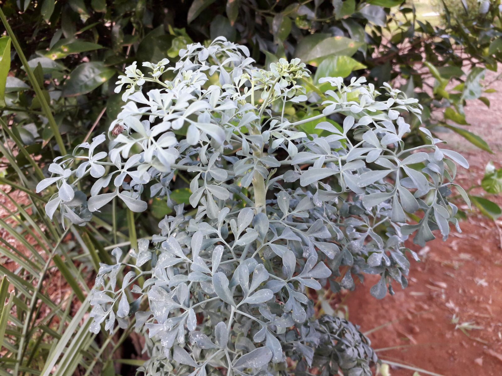 Samsung Galaxy J4 sample photo. Rue, the herb rue photography