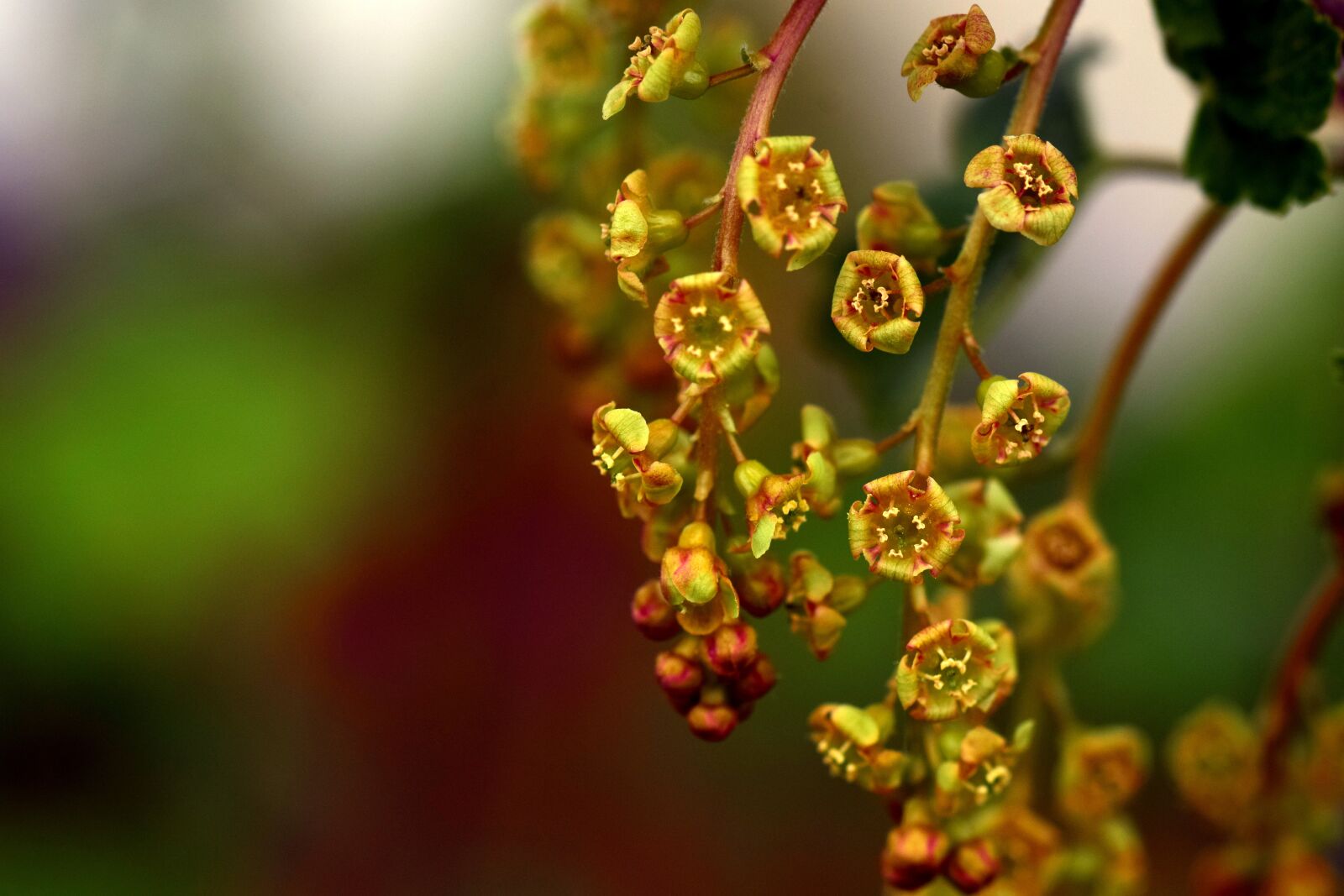 Nikon D3300 sample photo. Currants, flowers, ribes photography