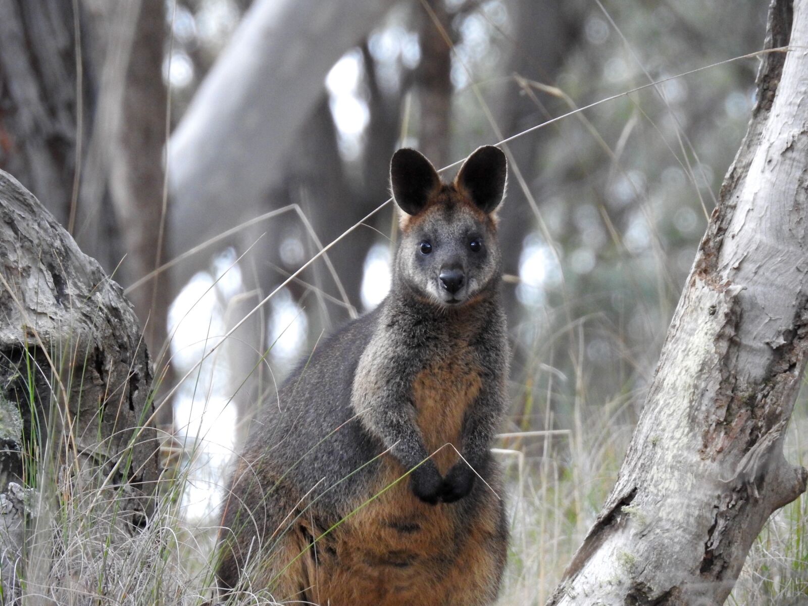 Nikon Coolpix P900 sample photo. Swamp wallaby, kangaroo, standing photography