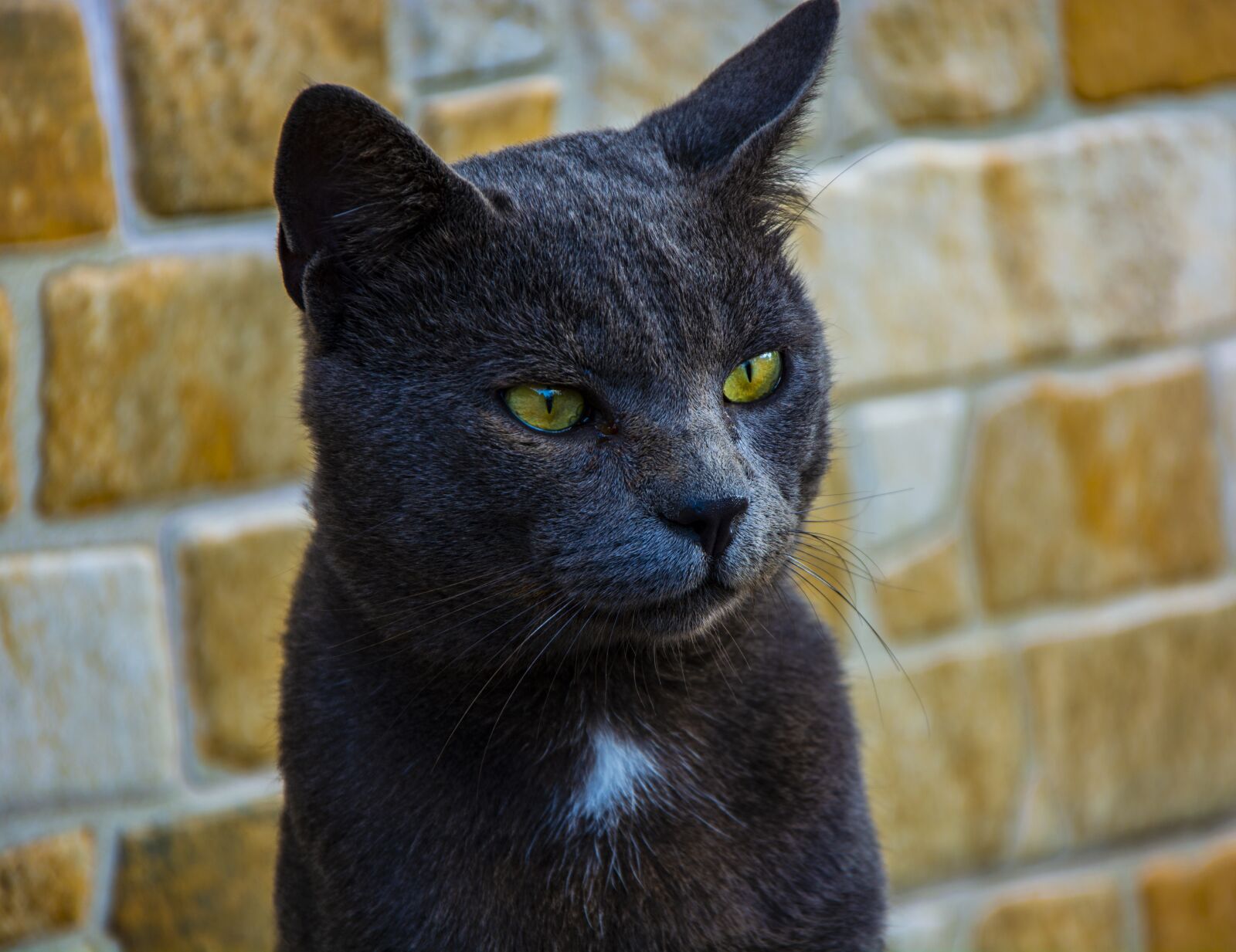Nikon D5200 sample photo. Cat, animal, dangerous photography