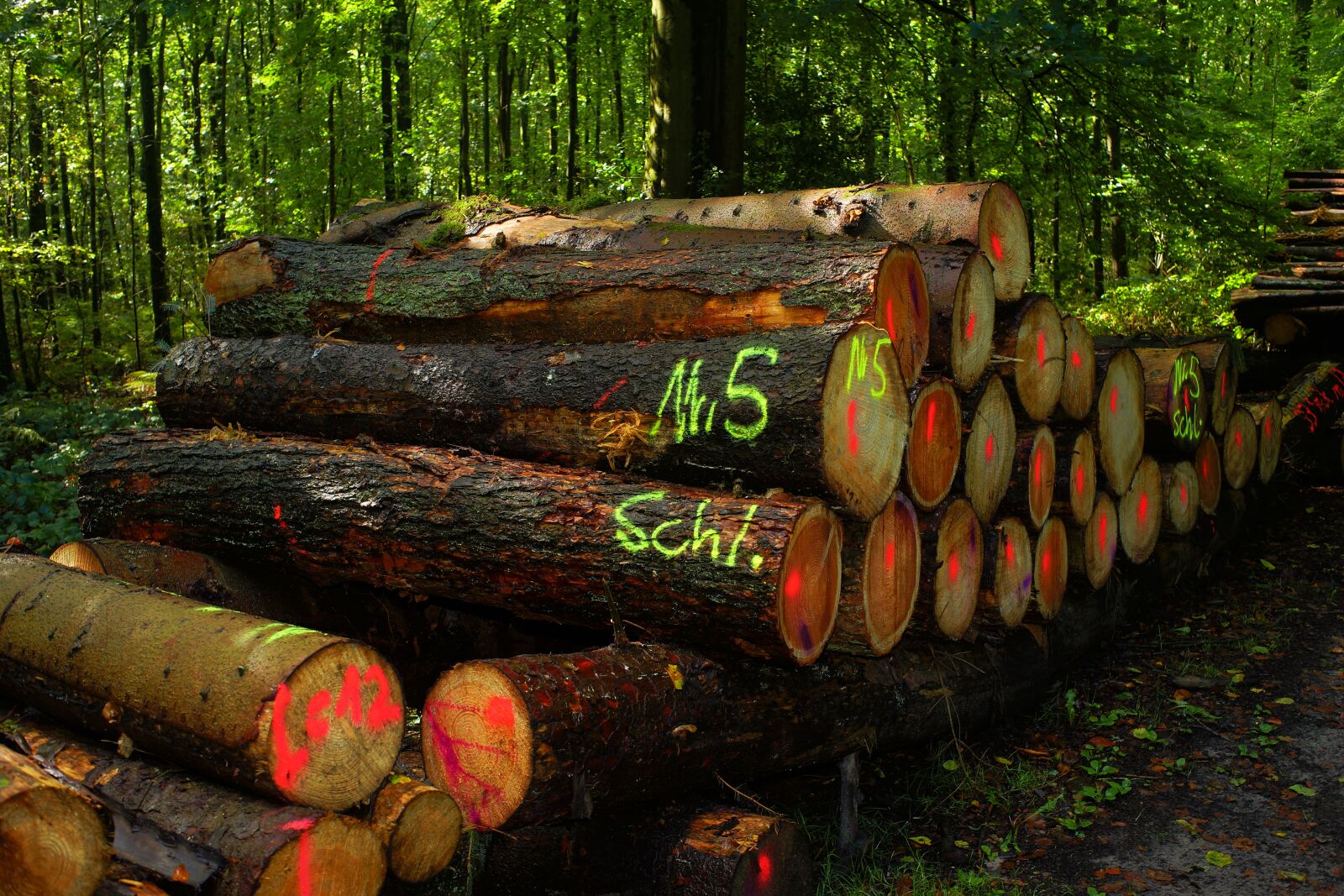 Minolta AF 35mm F2 [New] sample photo. Forest, wood pile, strains photography