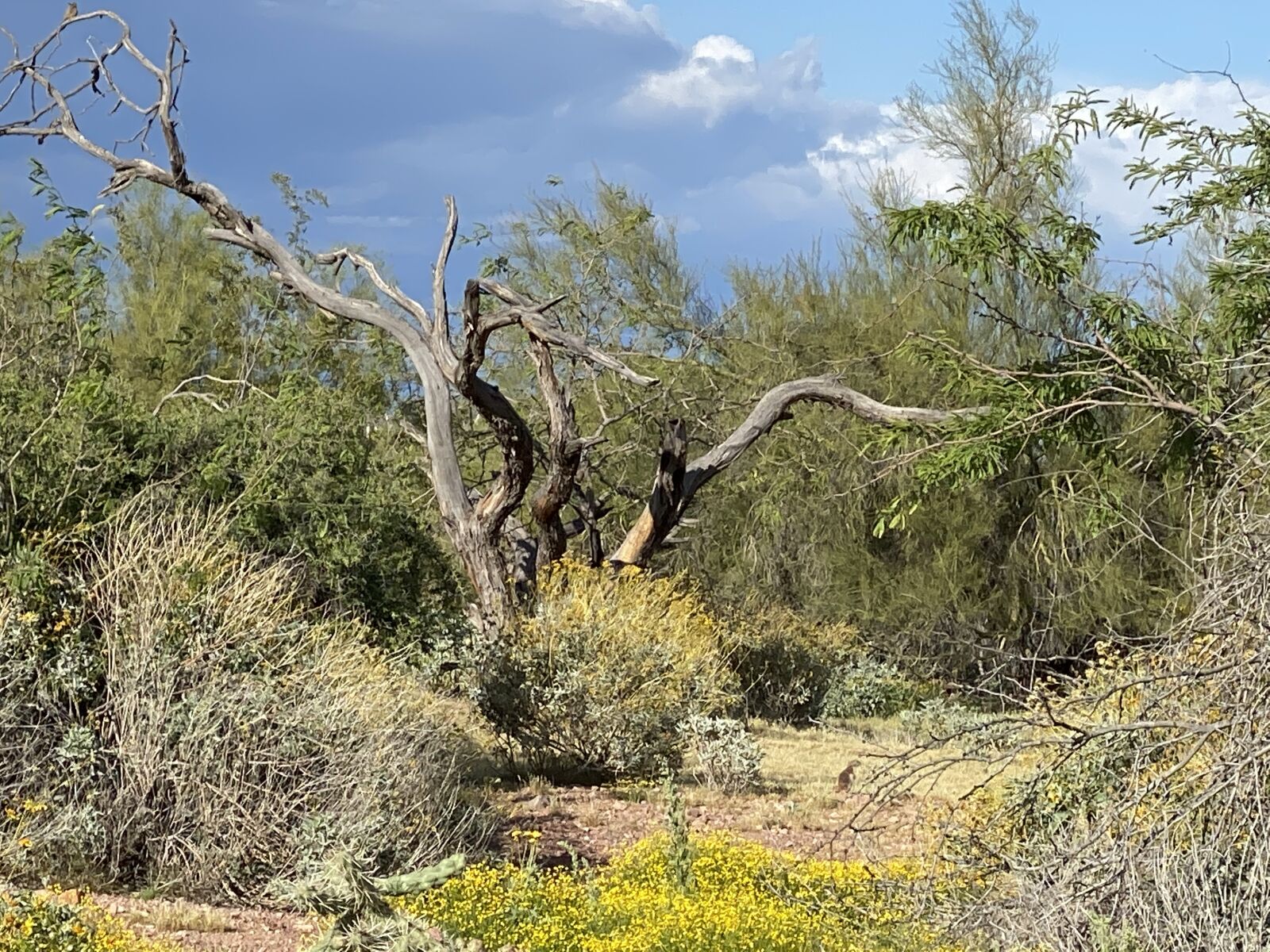 iPhone 11 Pro Max back triple camera 6mm f/2 sample photo. Spring, desert, arizona photography