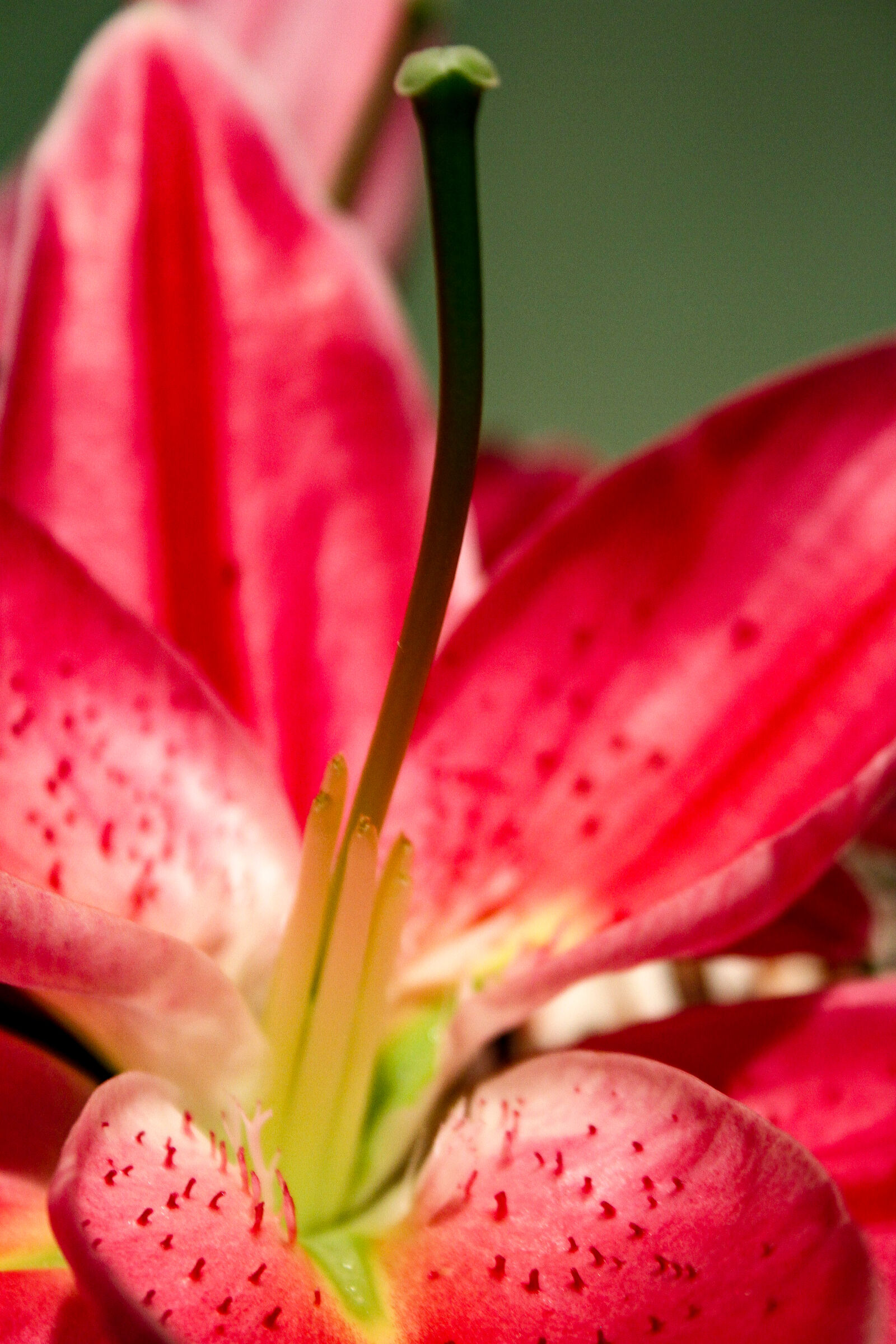 Canon EOS 7D + Canon EF-S 18-55mm F3.5-5.6 II sample photo. Petals, flower, spikes, lily photography