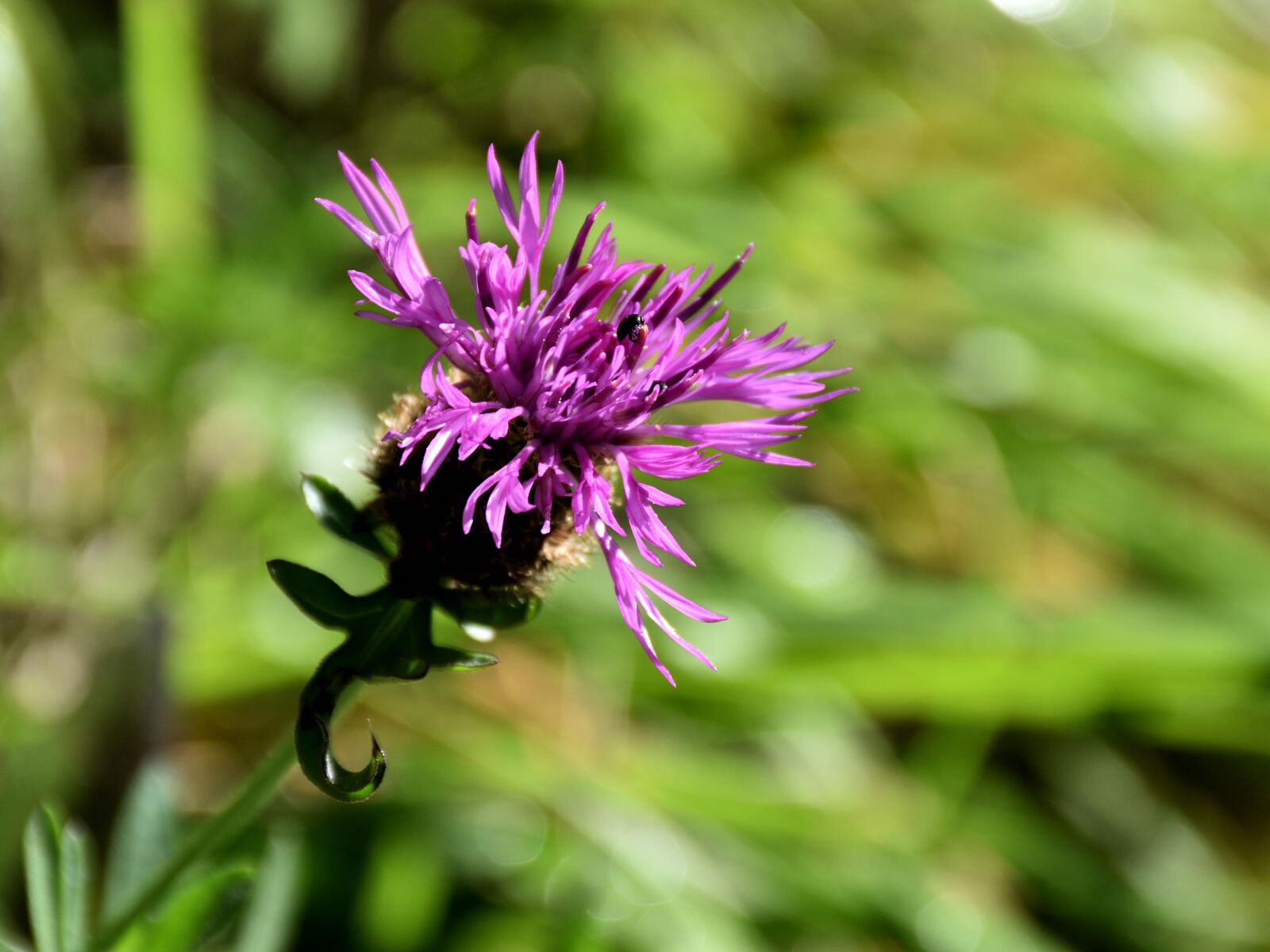 Nikon D5500 sample photo. Blossom, bloom, beetle photography