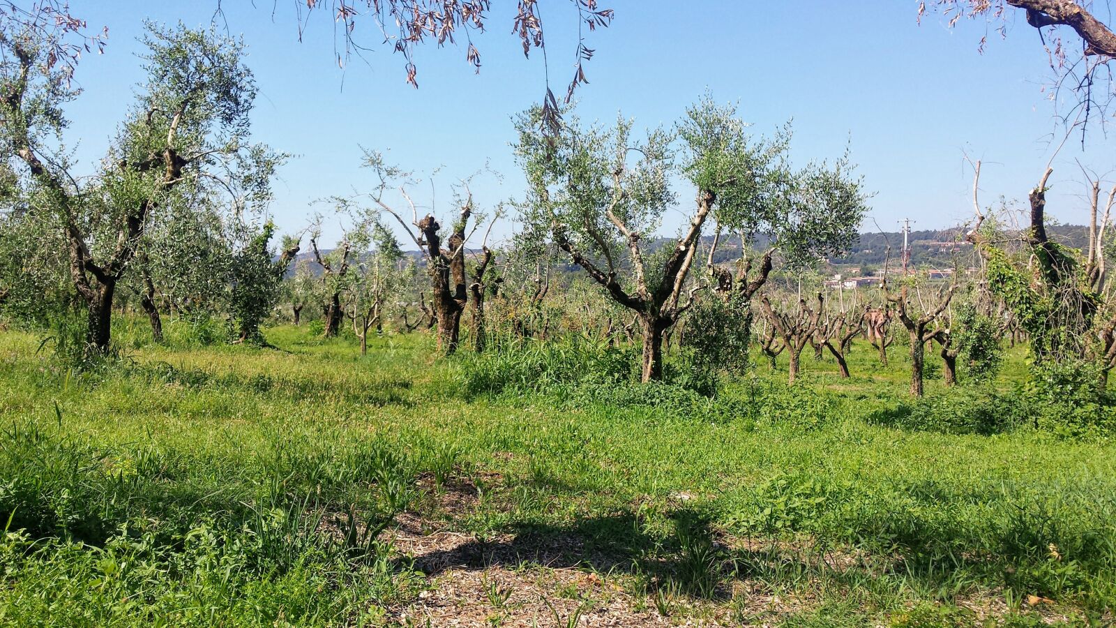 Samsung Galaxy S4 sample photo. Landscape, trees, italy photography