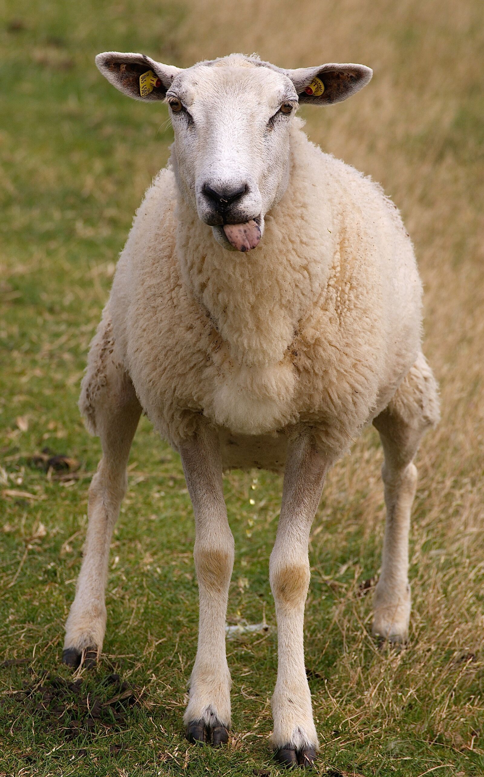 Sony Alpha DSLR-A350 sample photo. Sheep, animal, wool photography