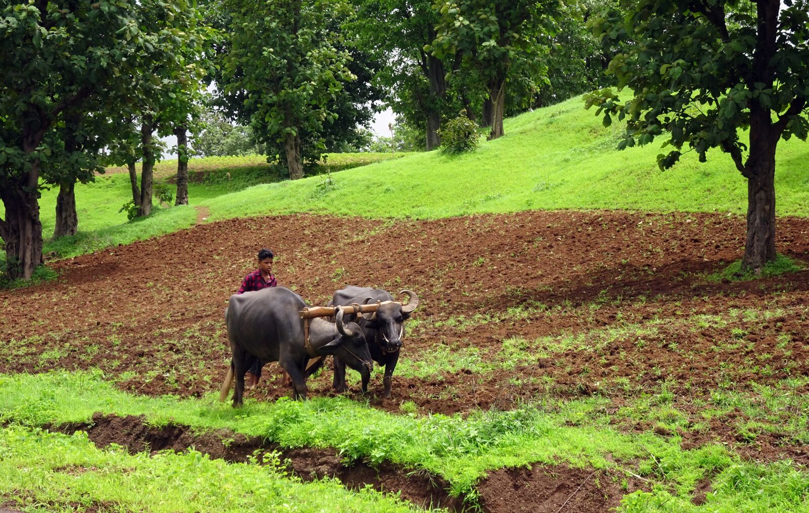 Sony Cyber-shot DSC-HX90V sample photo. Plough, buffalo, tilling photography