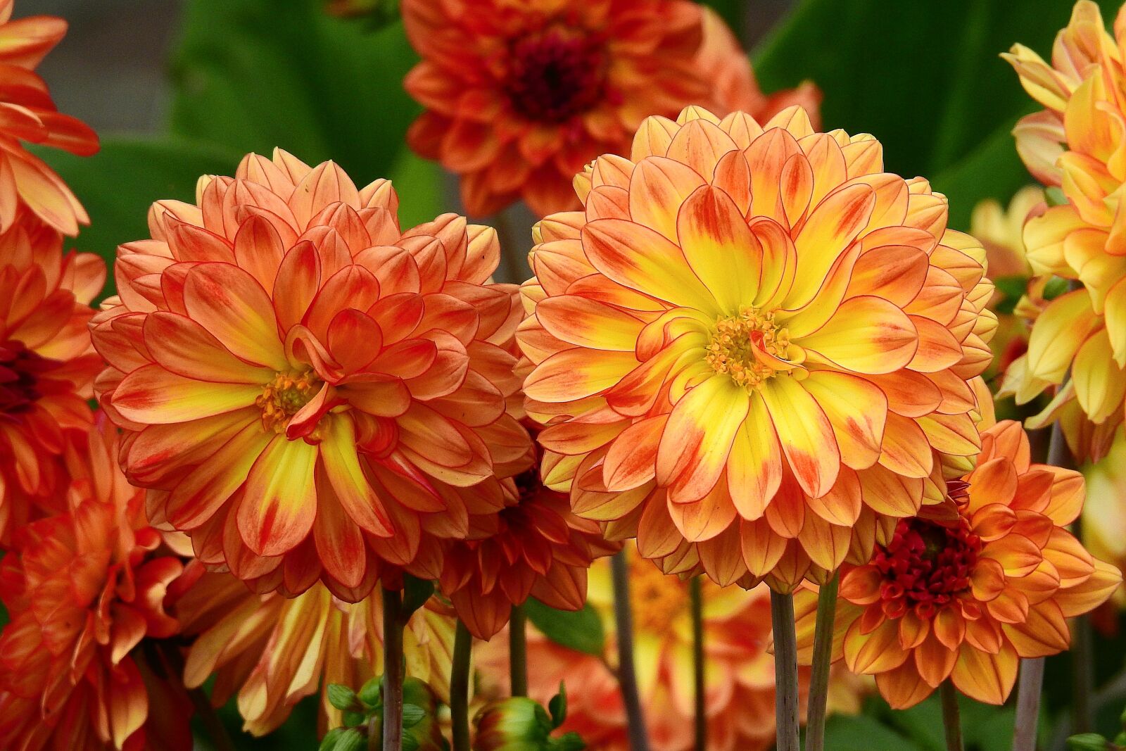 Nikon Coolpix P900 sample photo. Beautiful flowers, nature, spring photography